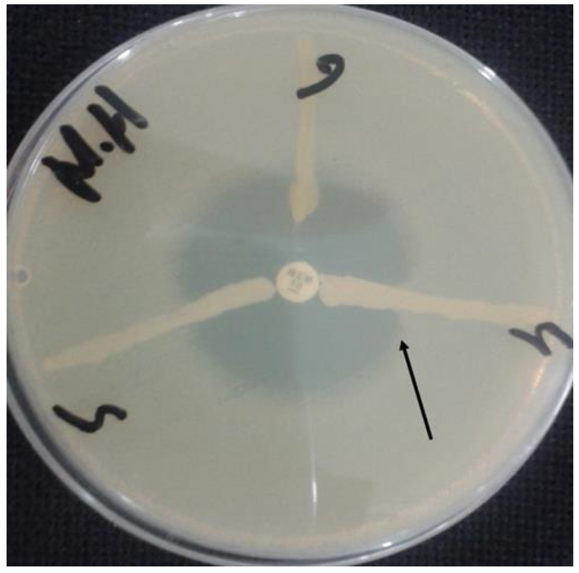 Antibiotics 11 01168 g003