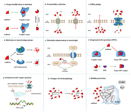 A rotary mechanism for allostery in bacterial hybrid malic enzymes