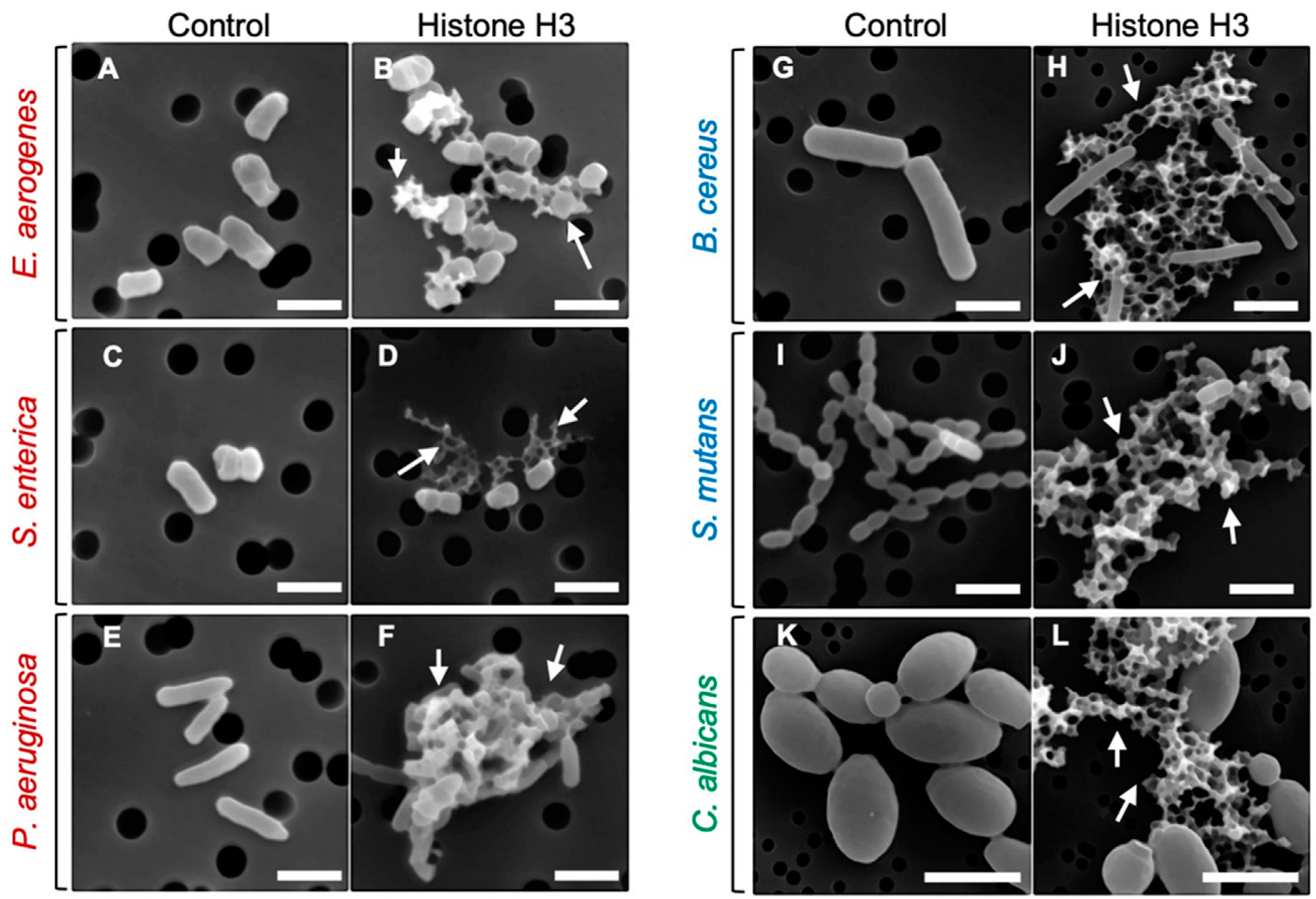 Antibiotics 11 01240 g002