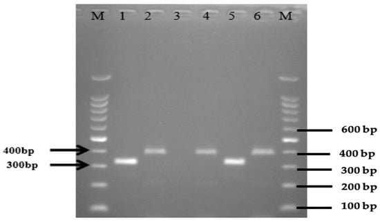 Antibiotics | Free Full-Text | Multi-Drug Resistant Pathogenic 