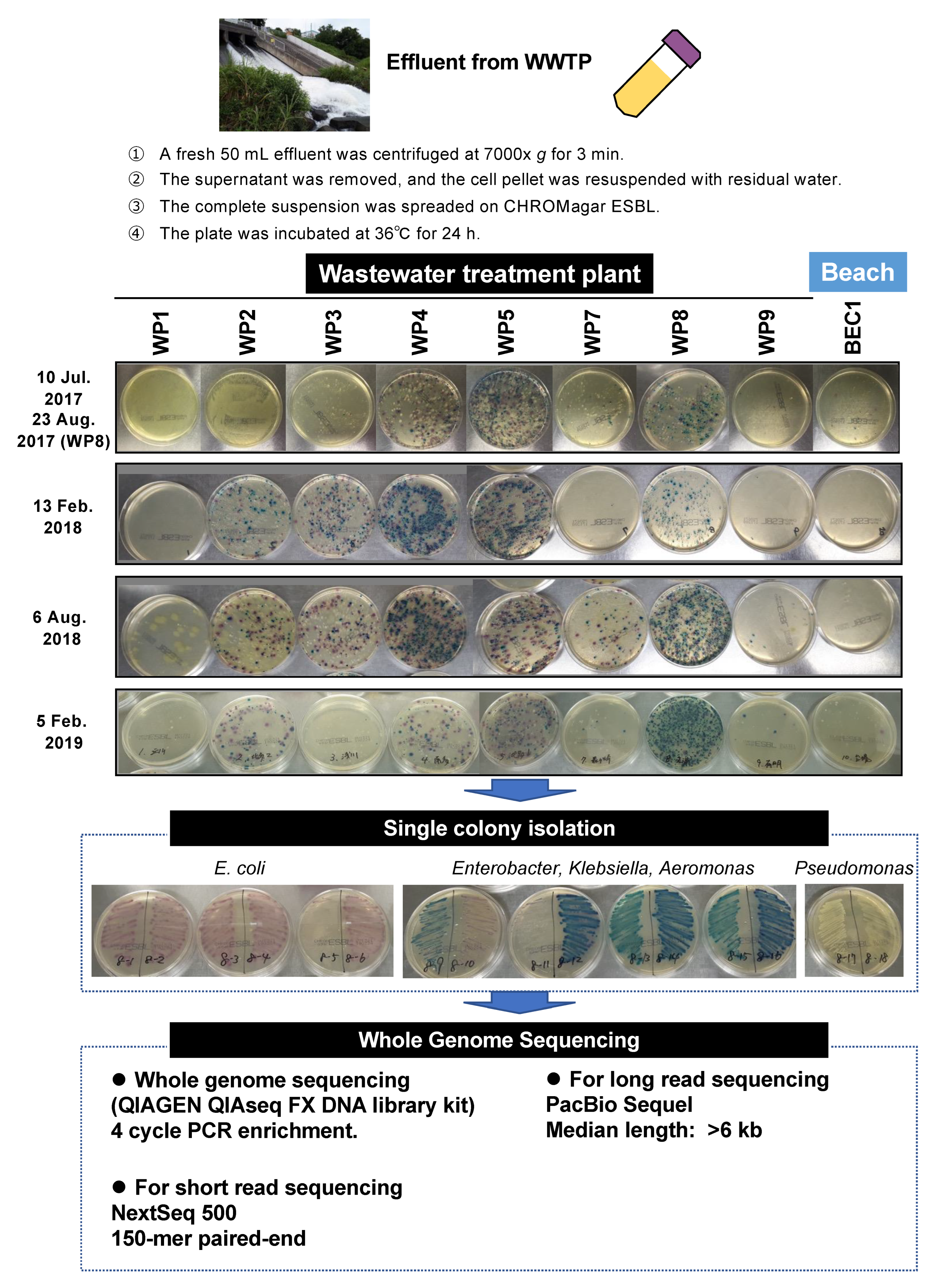 Antibiotics 11 01283 g001