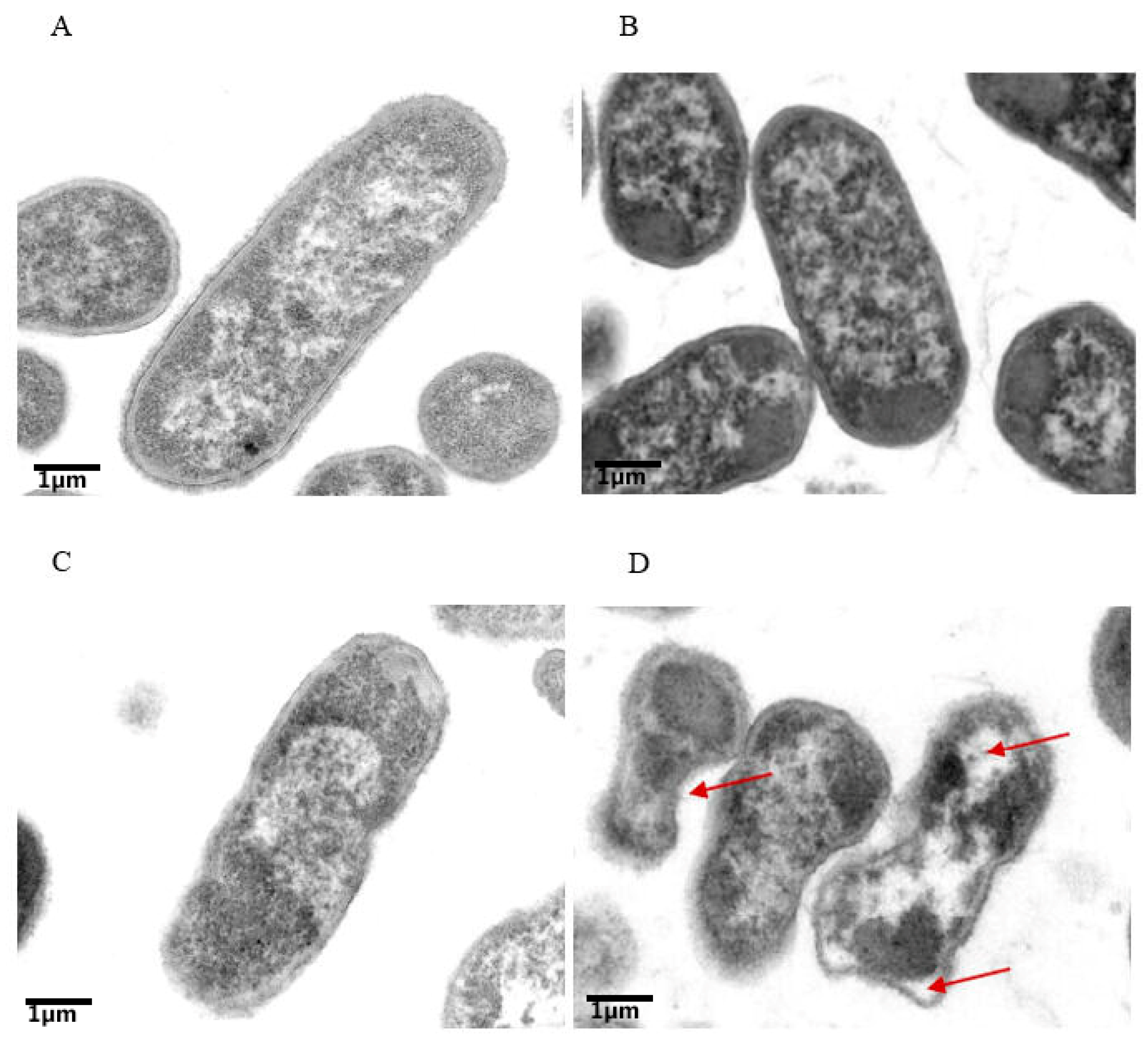 Antibiotics 11 01346 g004 Antibiotics 11 01346 g004
