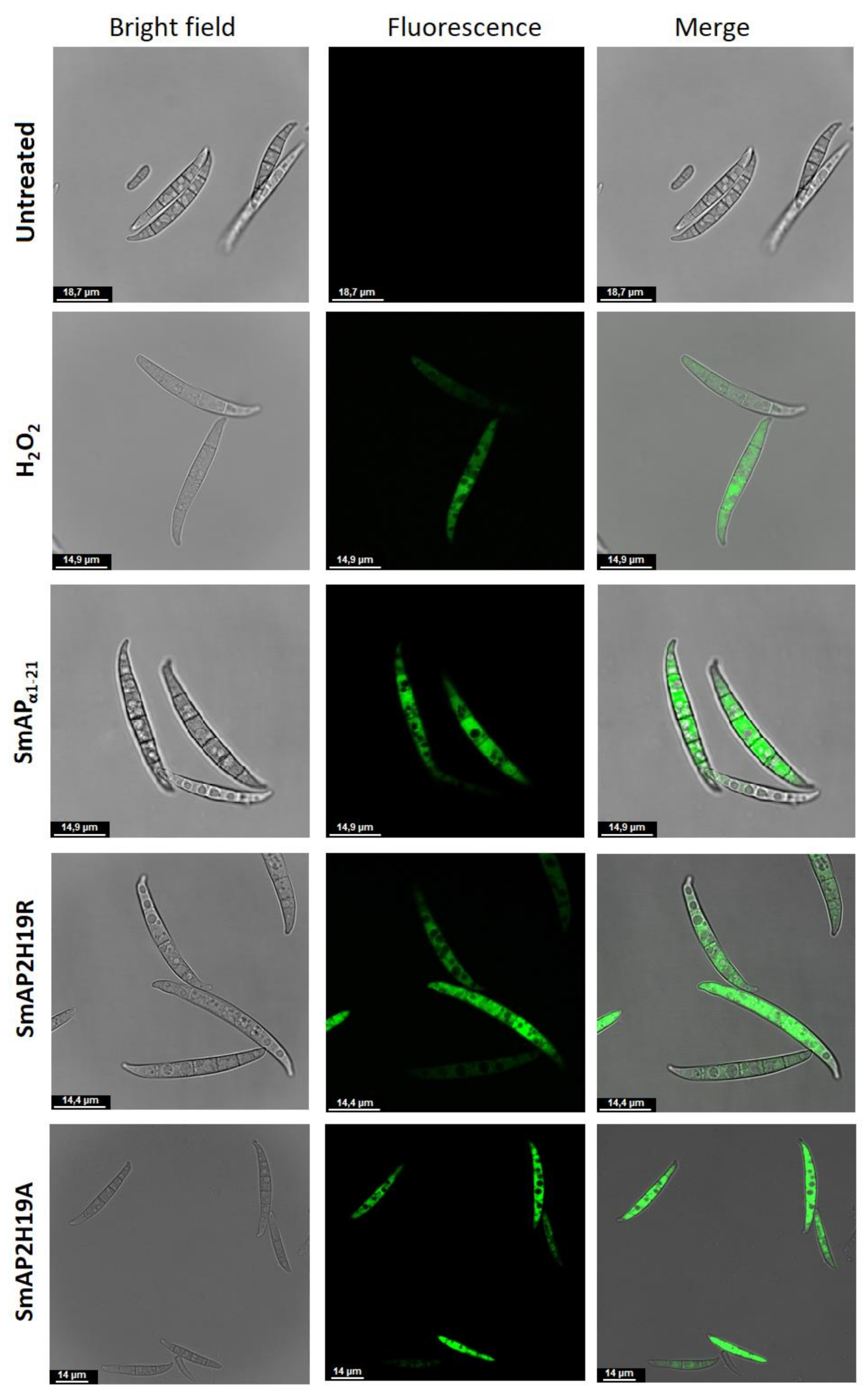 Antibiotics 11 01501 g007