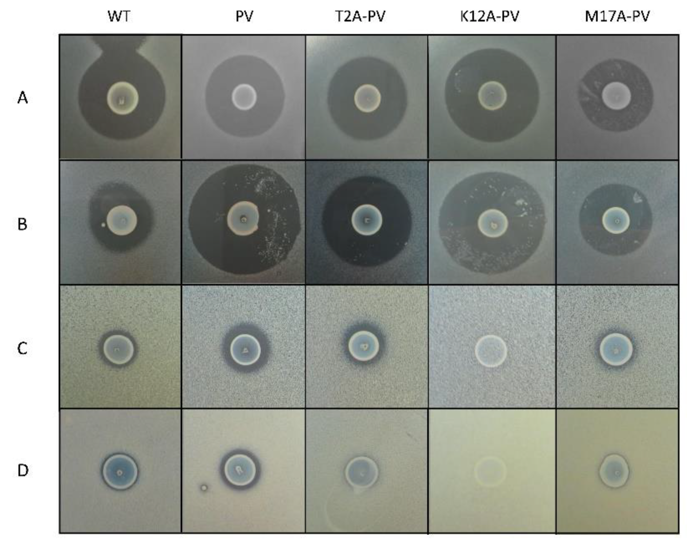 Antibiotics 11 01516 g002 Antibiotics 11 01516 g002