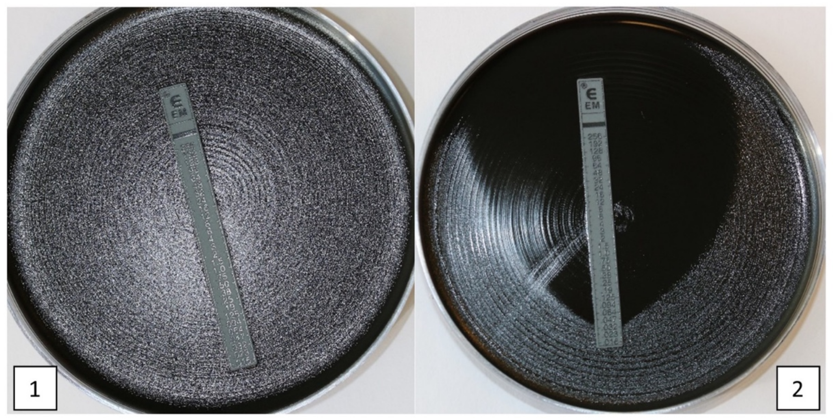 Antibiotics 11 01570 g002