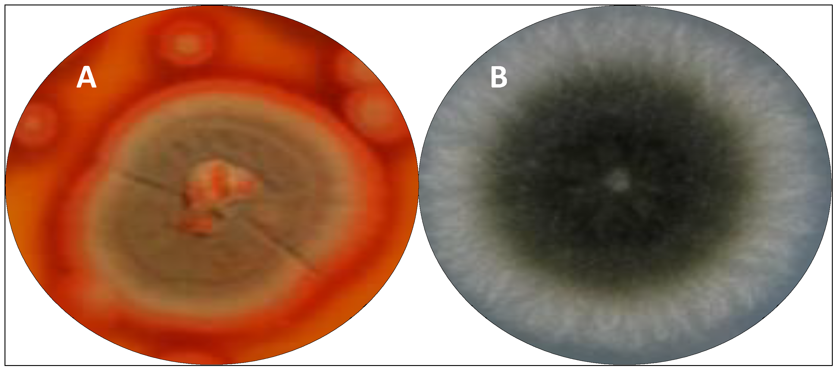 Antibiotics 11 01604 g006 Antibiotics 11 01604 g006