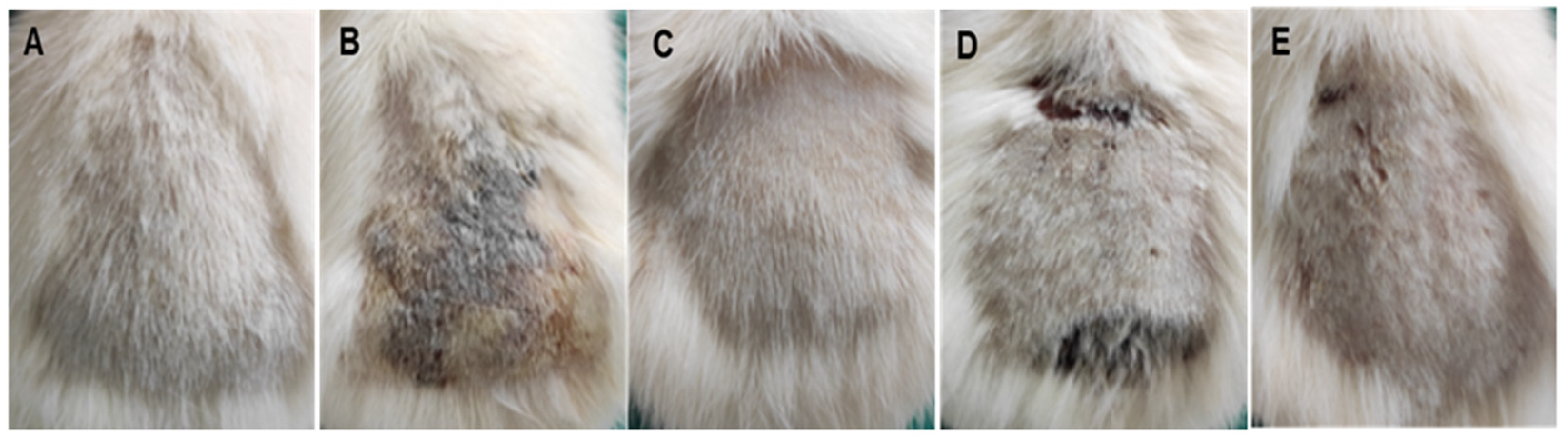 Antibiotics 11 01606 g008
