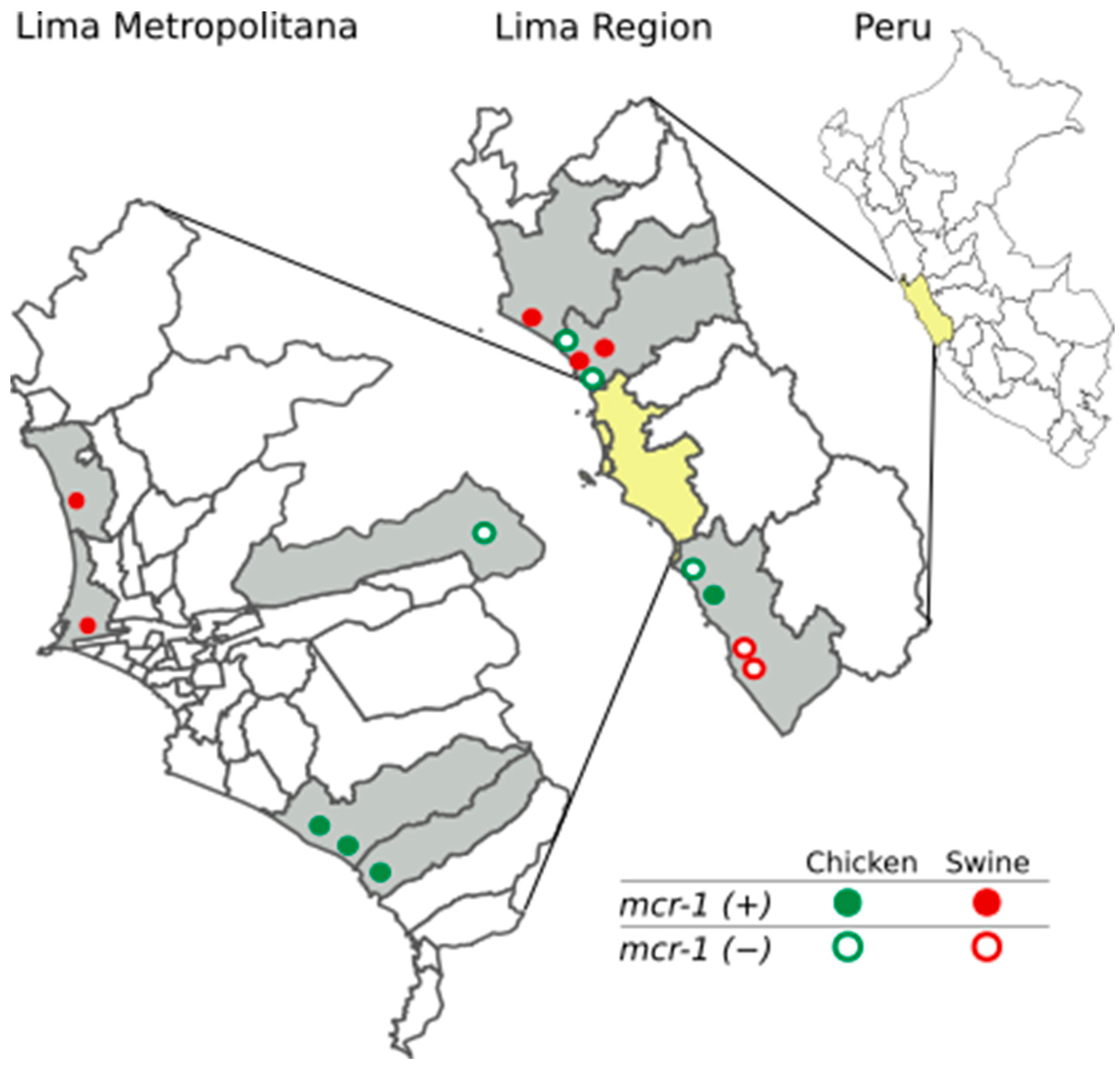 Frontiers  Genomic Characterization of mcr-1.1-Producing Escherichia coli  Recovered From Human Infections in São Paulo, Brazil