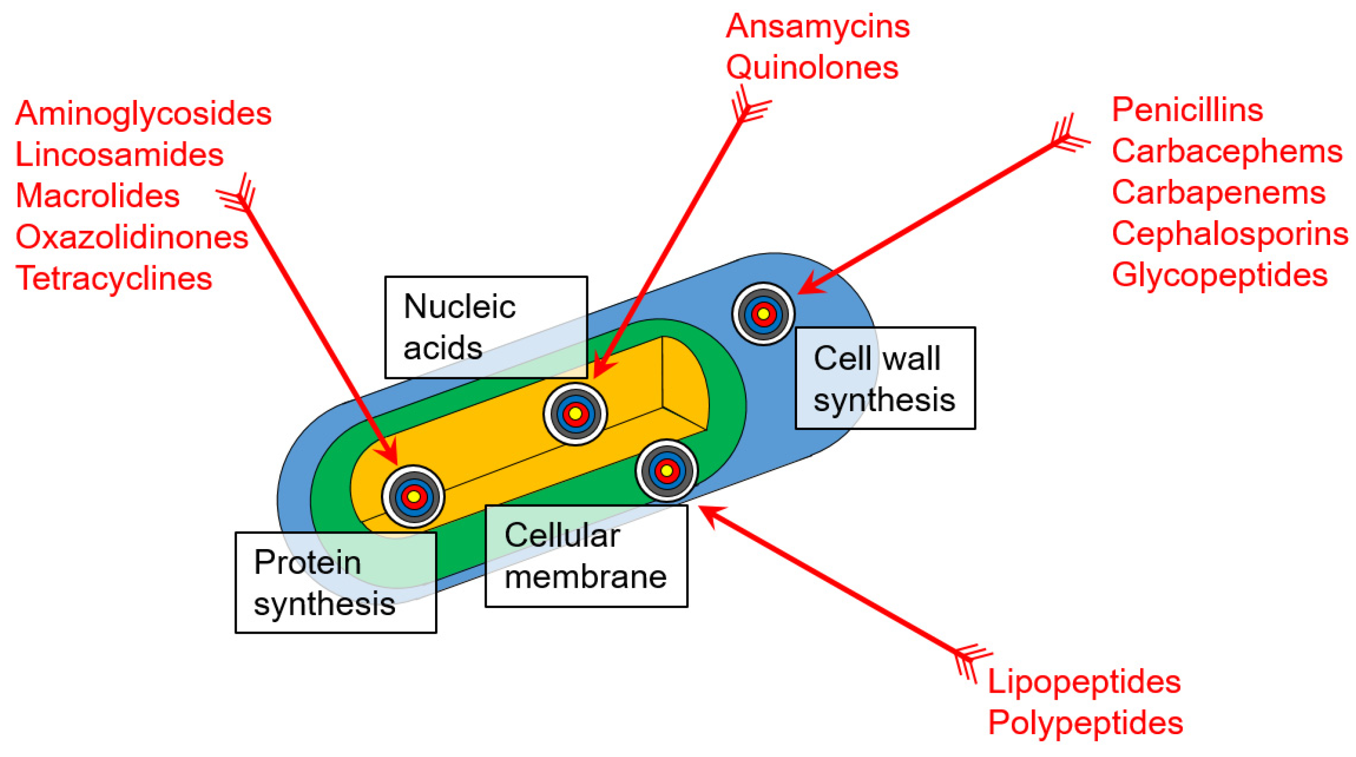 Antibiotics 11 01812 g002