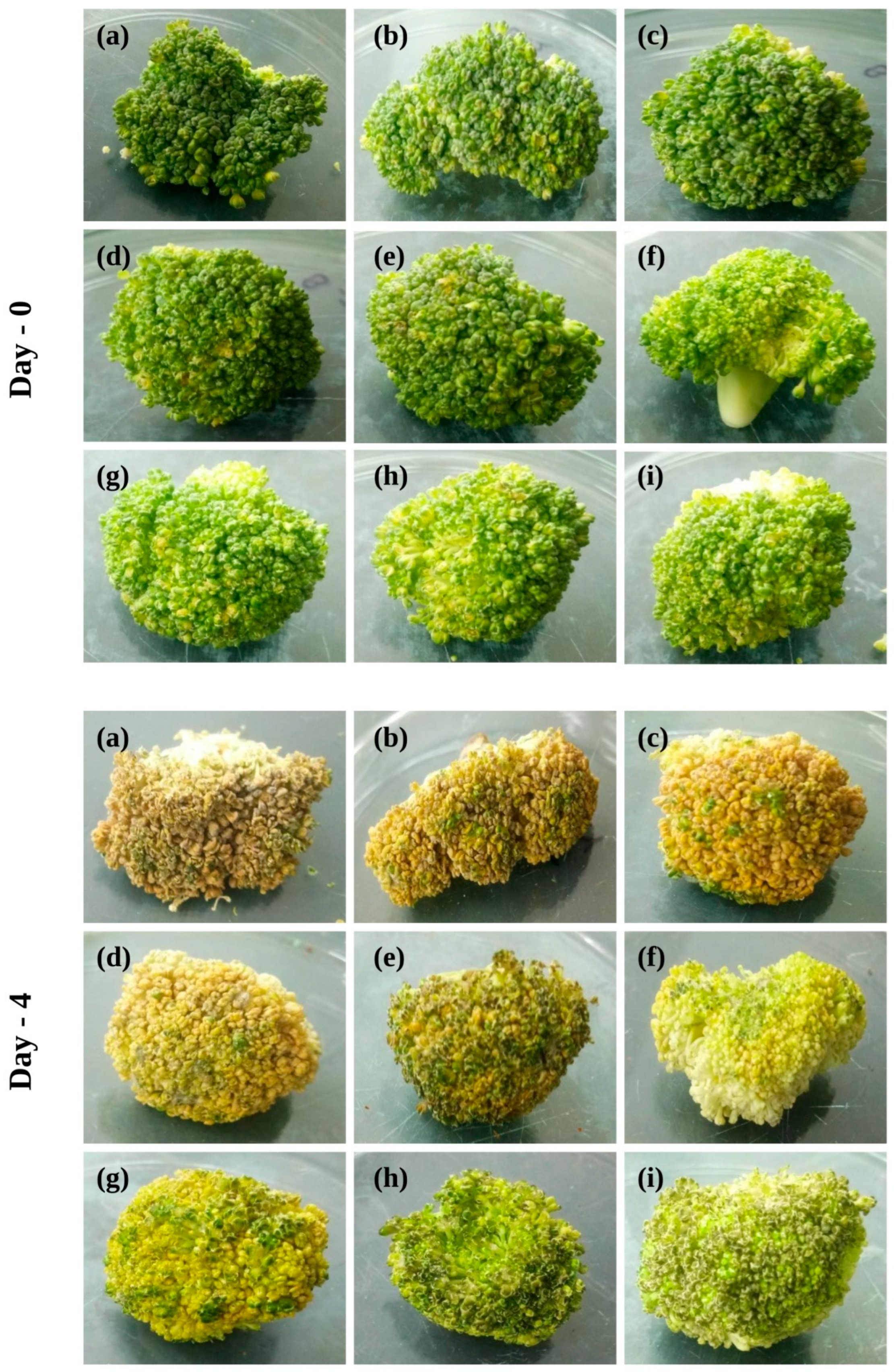 Antibiotics 11 01820 g009 Antibiotics 11 01820 g009