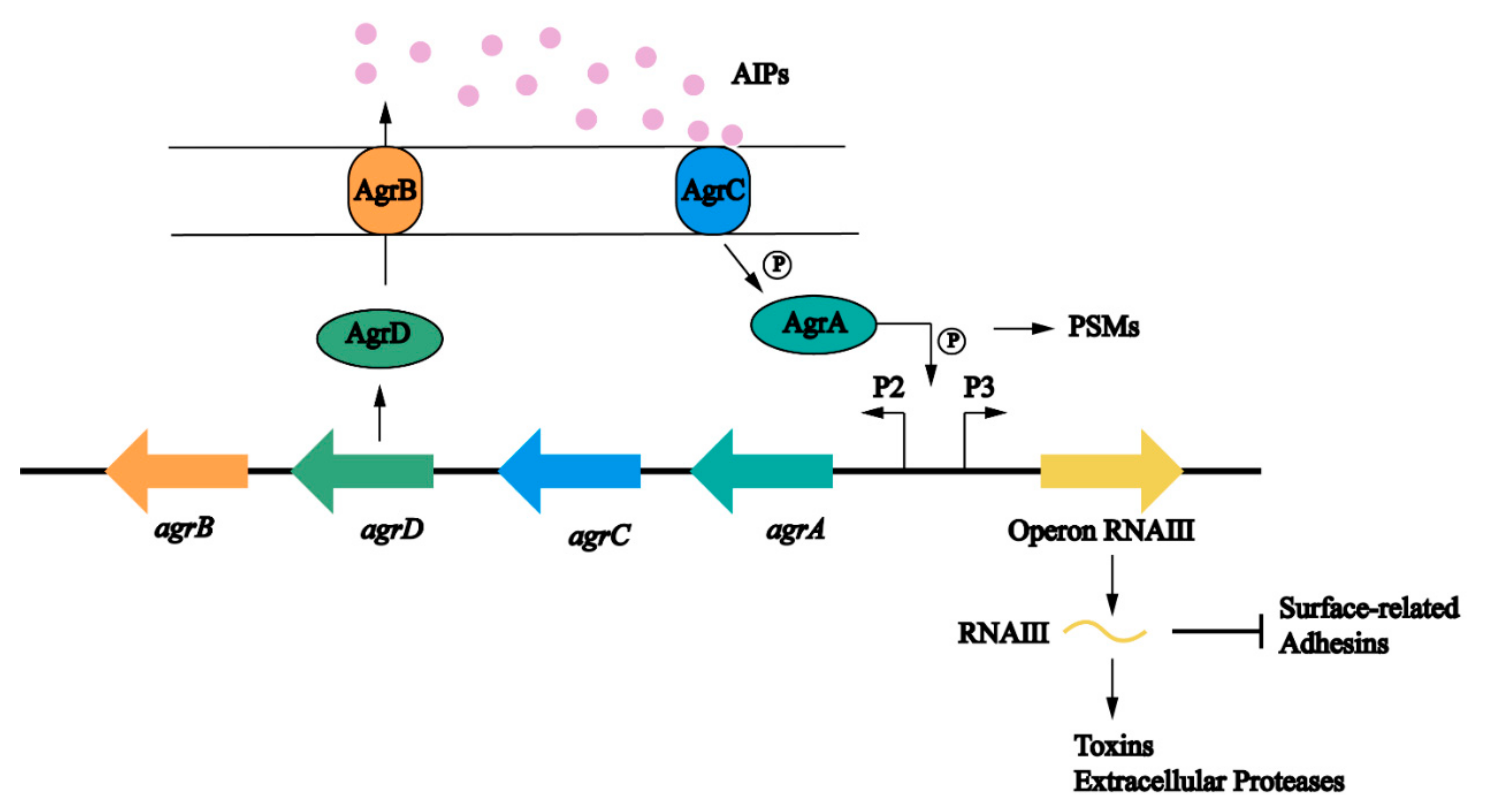 Frontiers  Staphylococcus aureus Cell Wall Biosynthesis Modulates Bone  Invasion and Osteomyelitis Pathogenesis