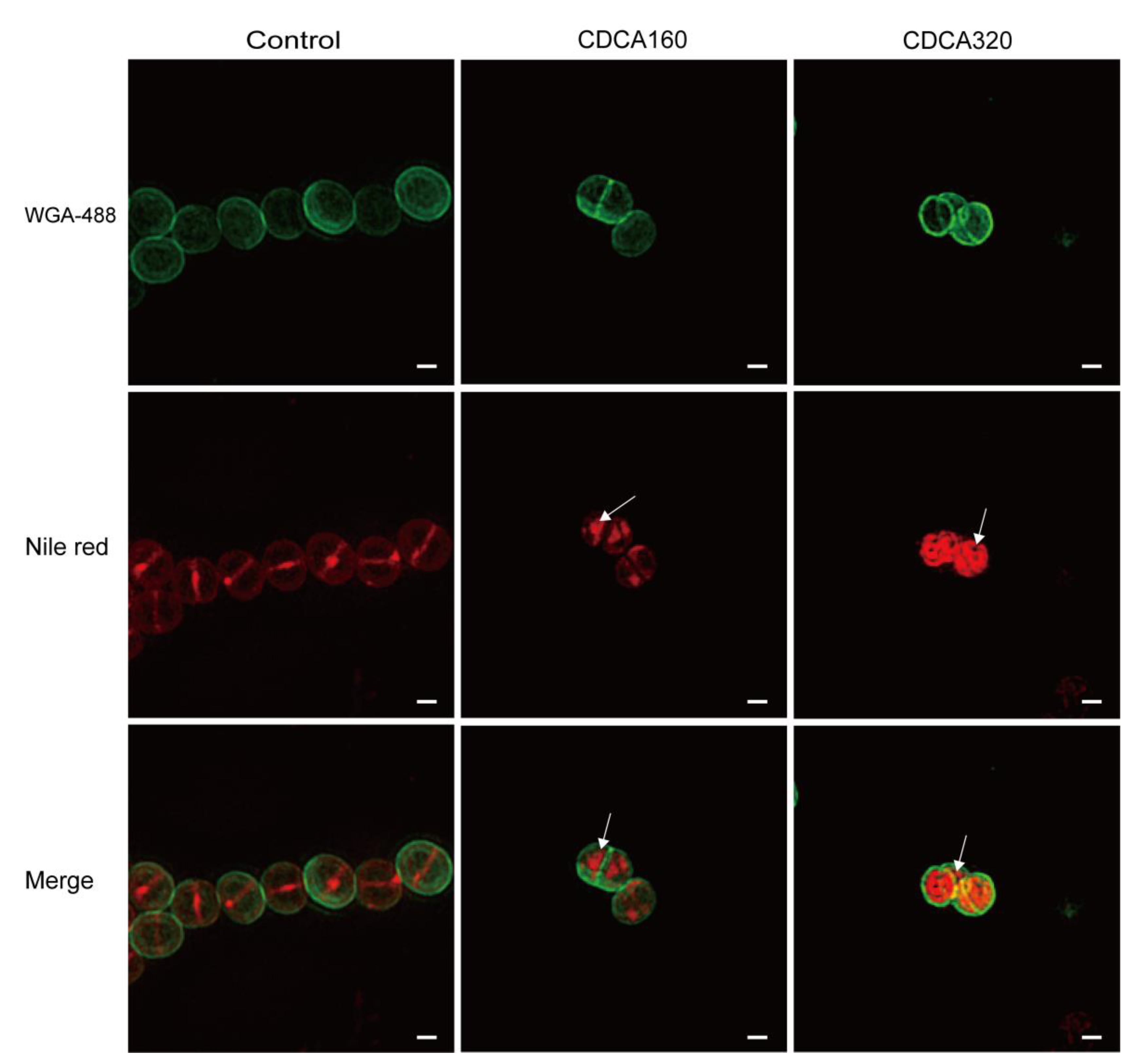 Antibiotics 12 00071 g004 Antibiotics 12 00071 g004