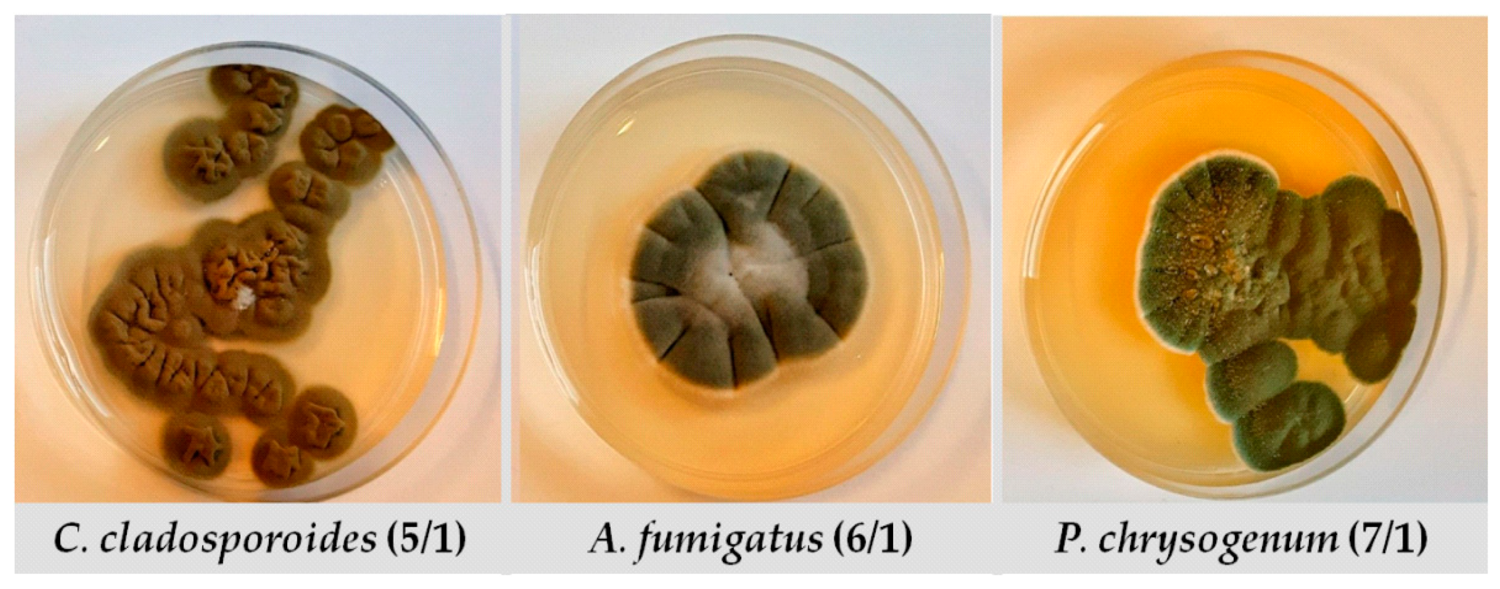 Antibiotics 12 00103 g003 Antibiotics 12 00103 g003
