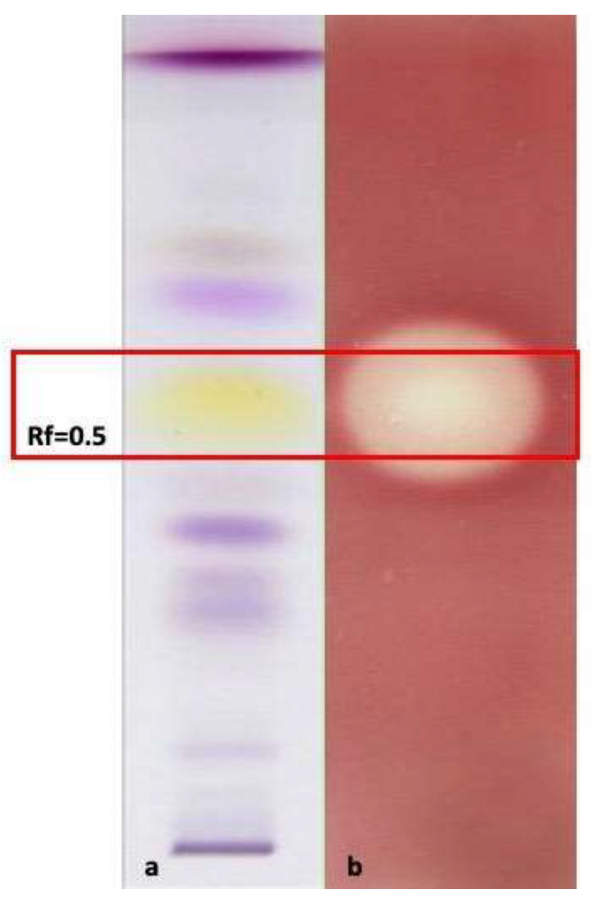 Antibiotics 12 00177 g003