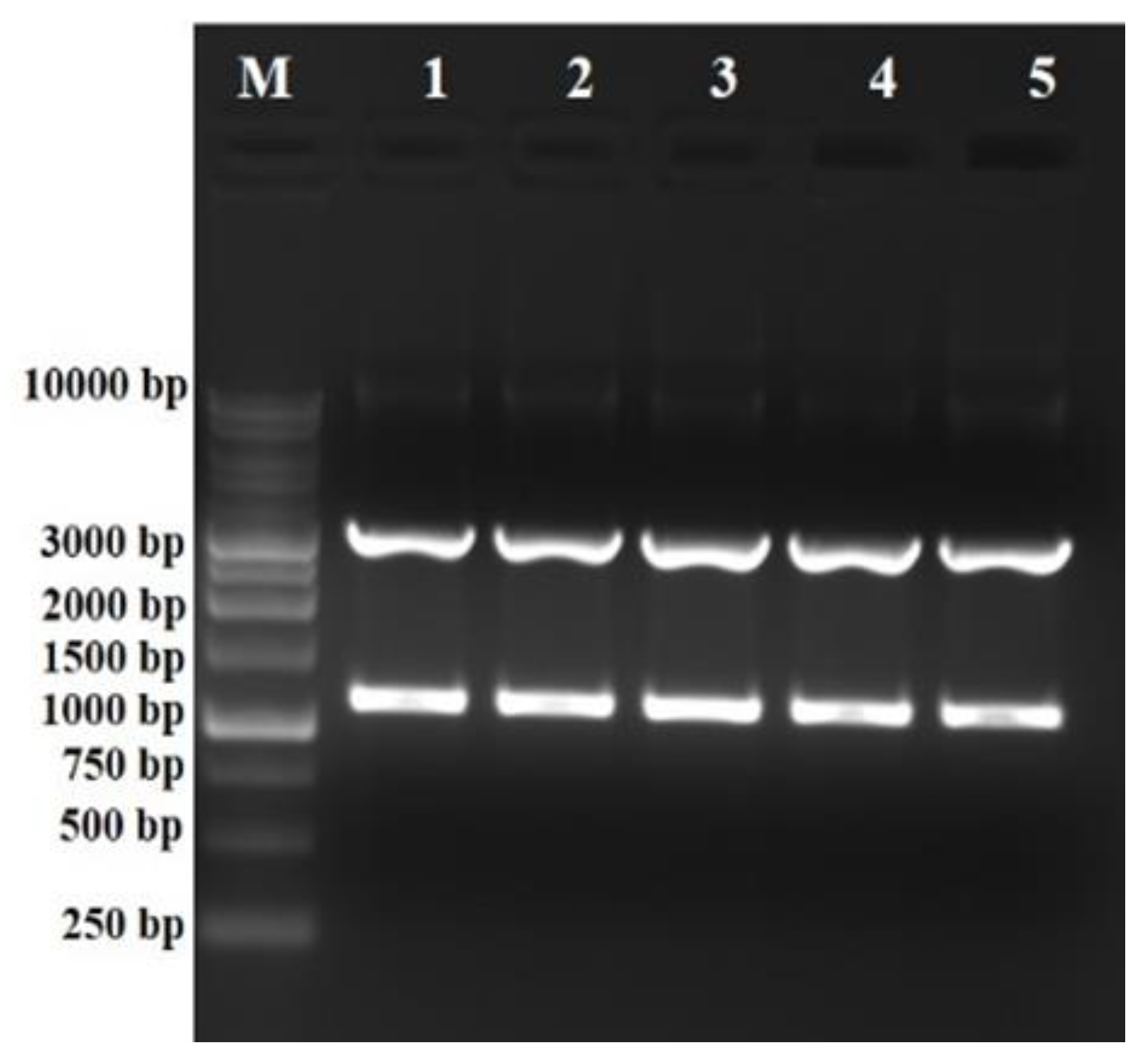 Antibiotics 12 00260 g004