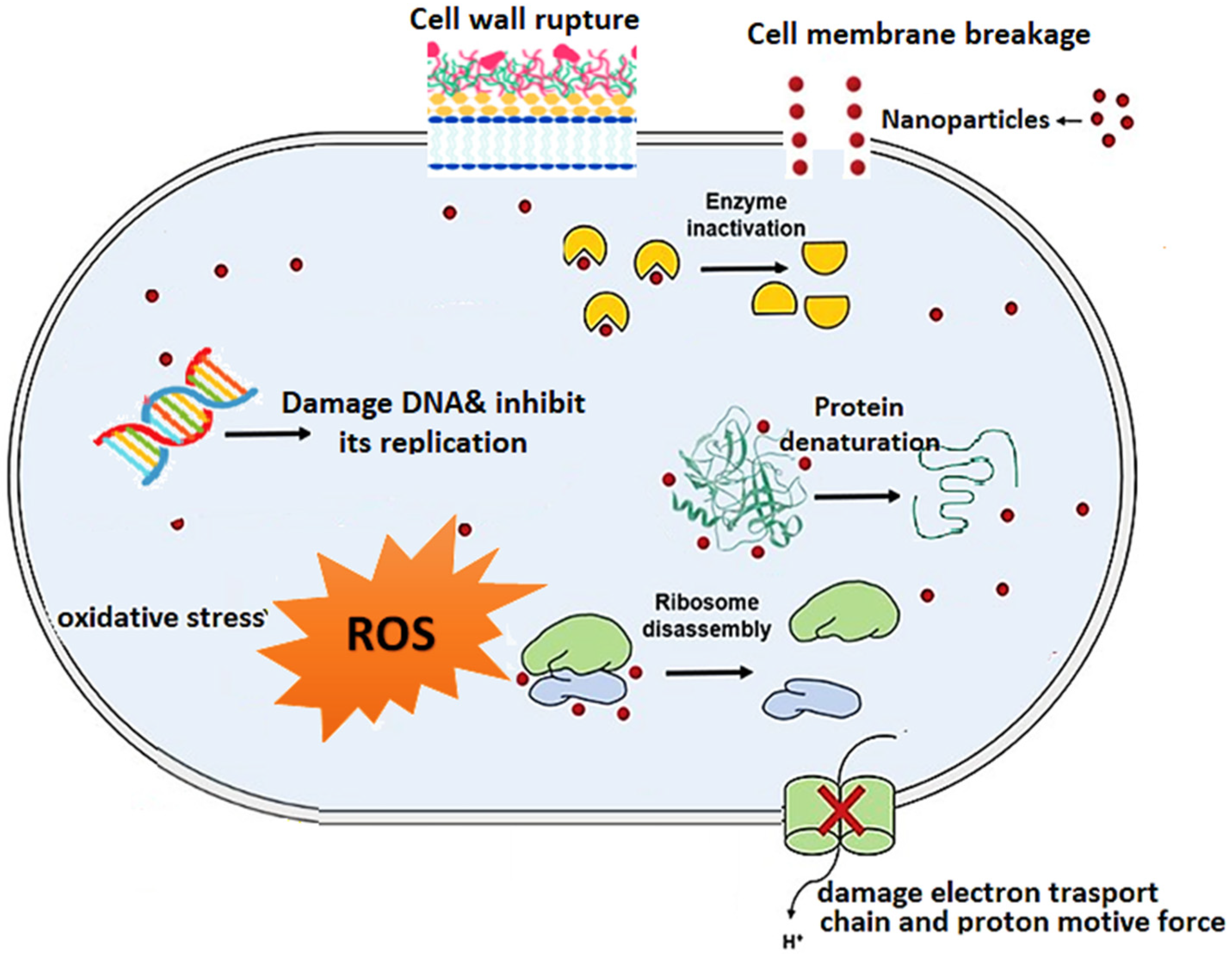 Antibiotics 12 00274 g005