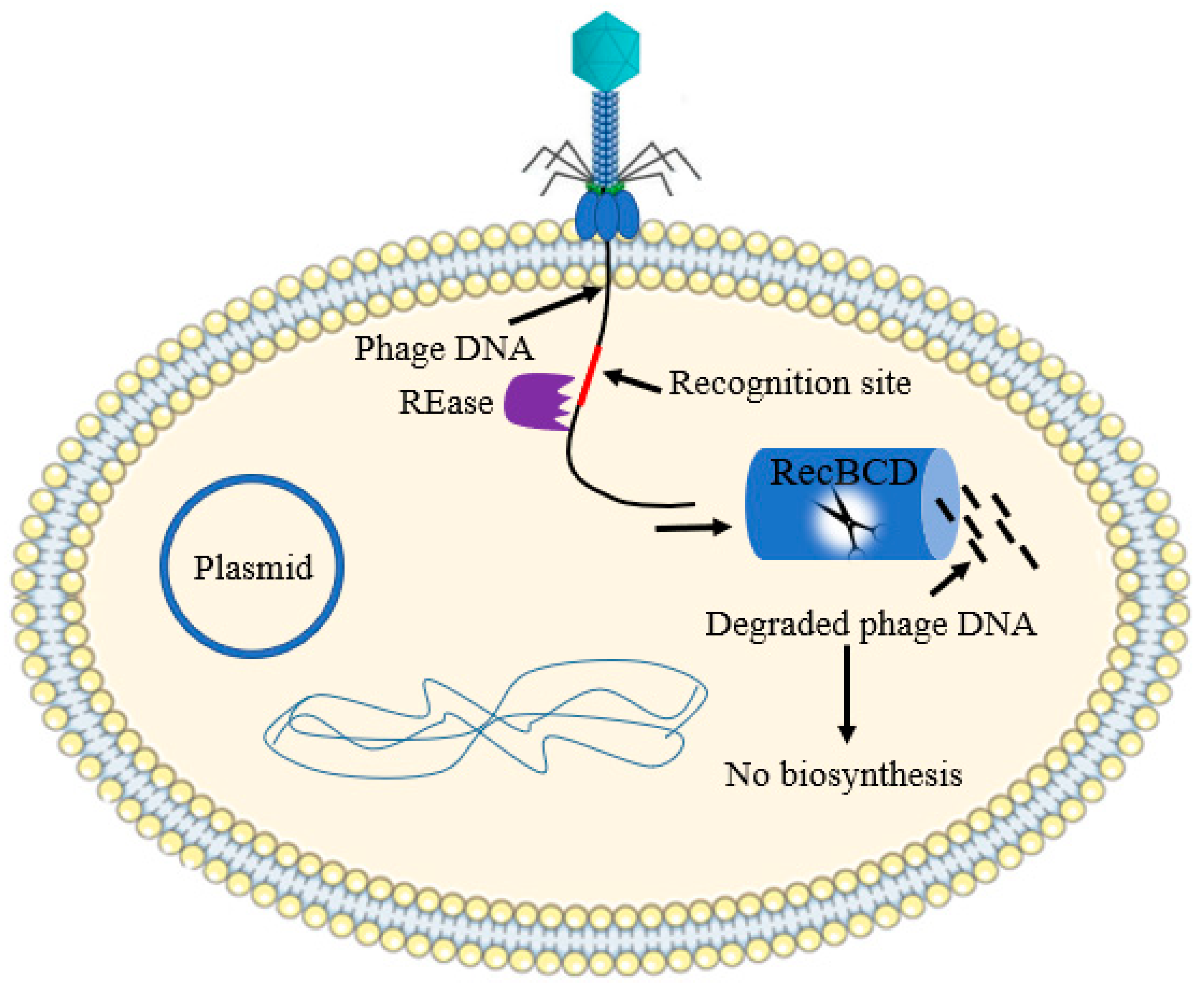 Antibiotics  Free Full-Text  The Battle between Bacteria and Bacteriophages: A Conundrum to 