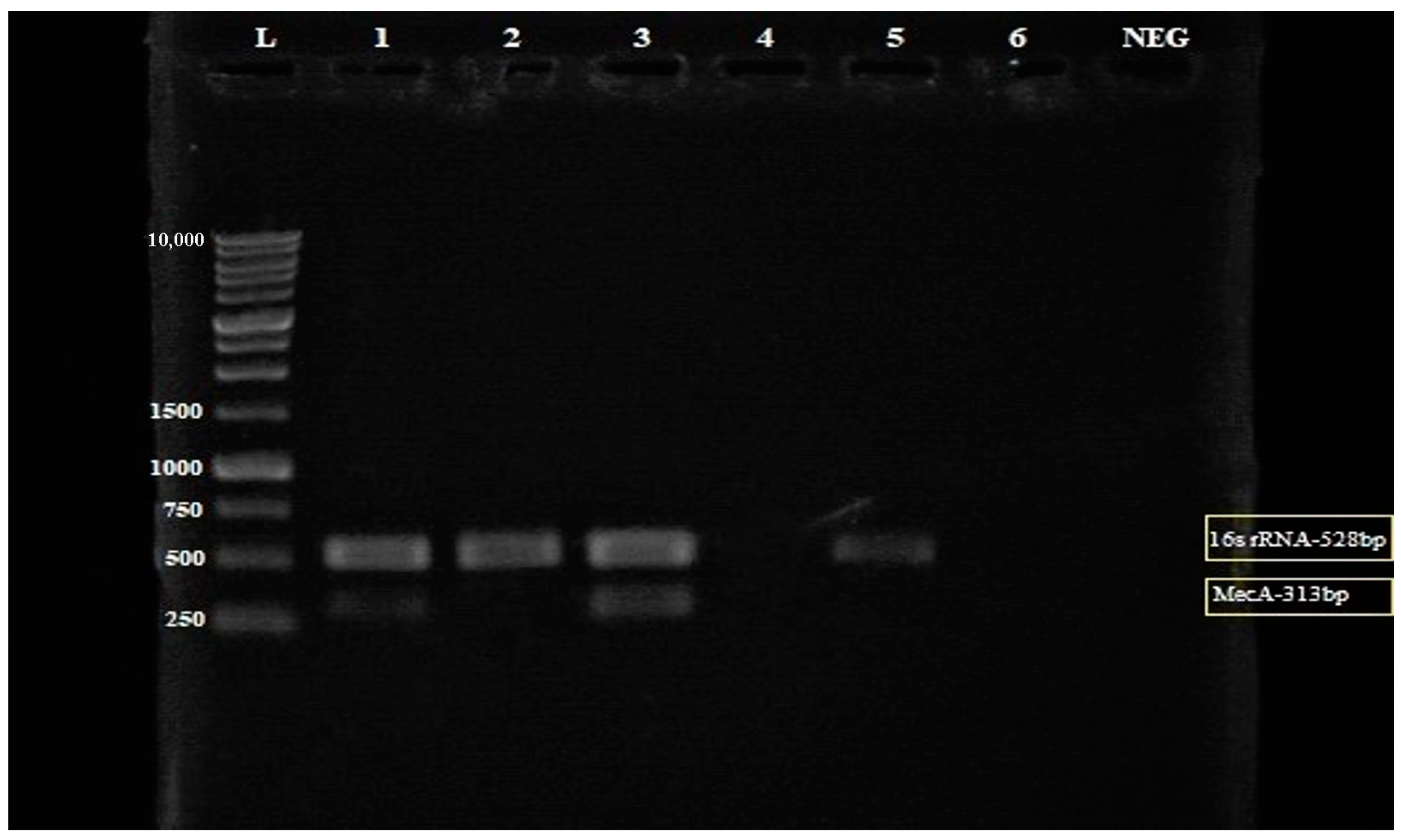 Antibiotics 12 00477 g004 Antibiotics 12 00477 g004