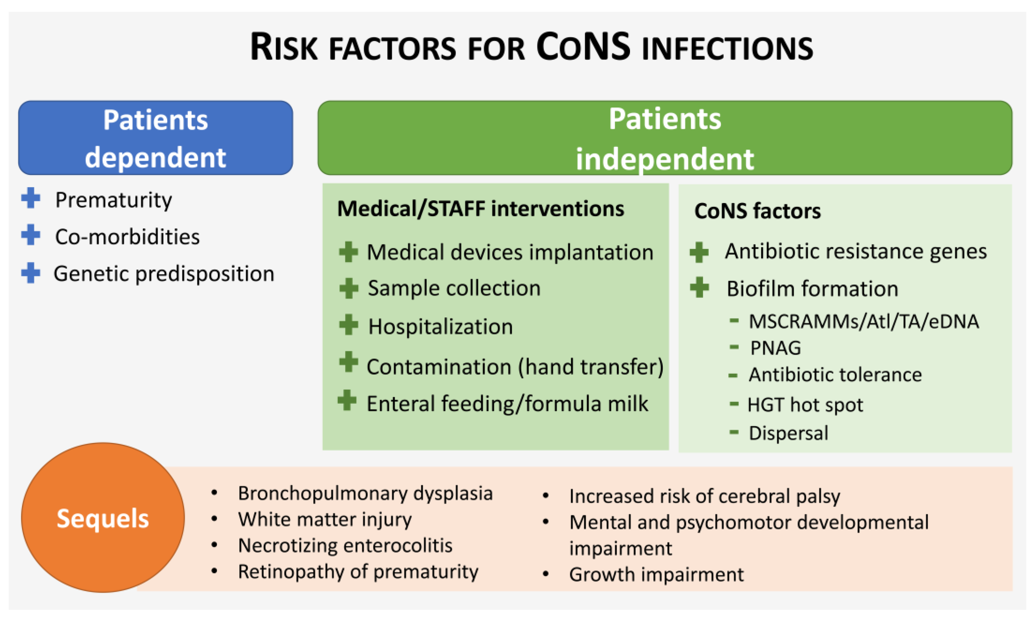 Antibiotics | Free Full-Text | The Role of Coagulase-Negative Staphylococci  Biofilms on Late-Onset Sepsis: Current Challenges and Emerging Diagnostics  and Therapies