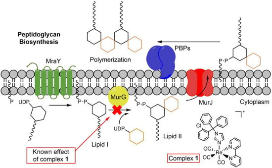 Synthesis, Characterization, and Antimicrobial Activity of RhIII and IrIII  N-Heterocyclic Carbene Piano-Stool Complexes