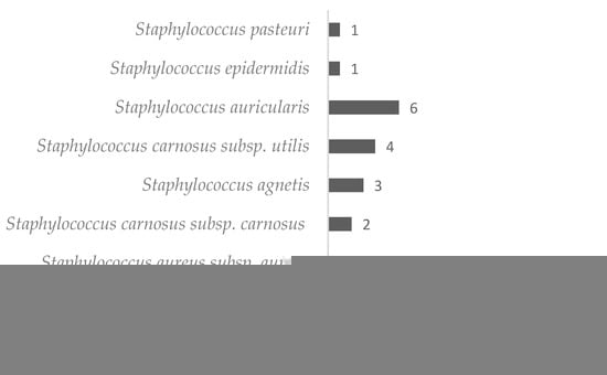 File:Staphylococcus aureus Gram stain.jpg - Wikimedia Commons