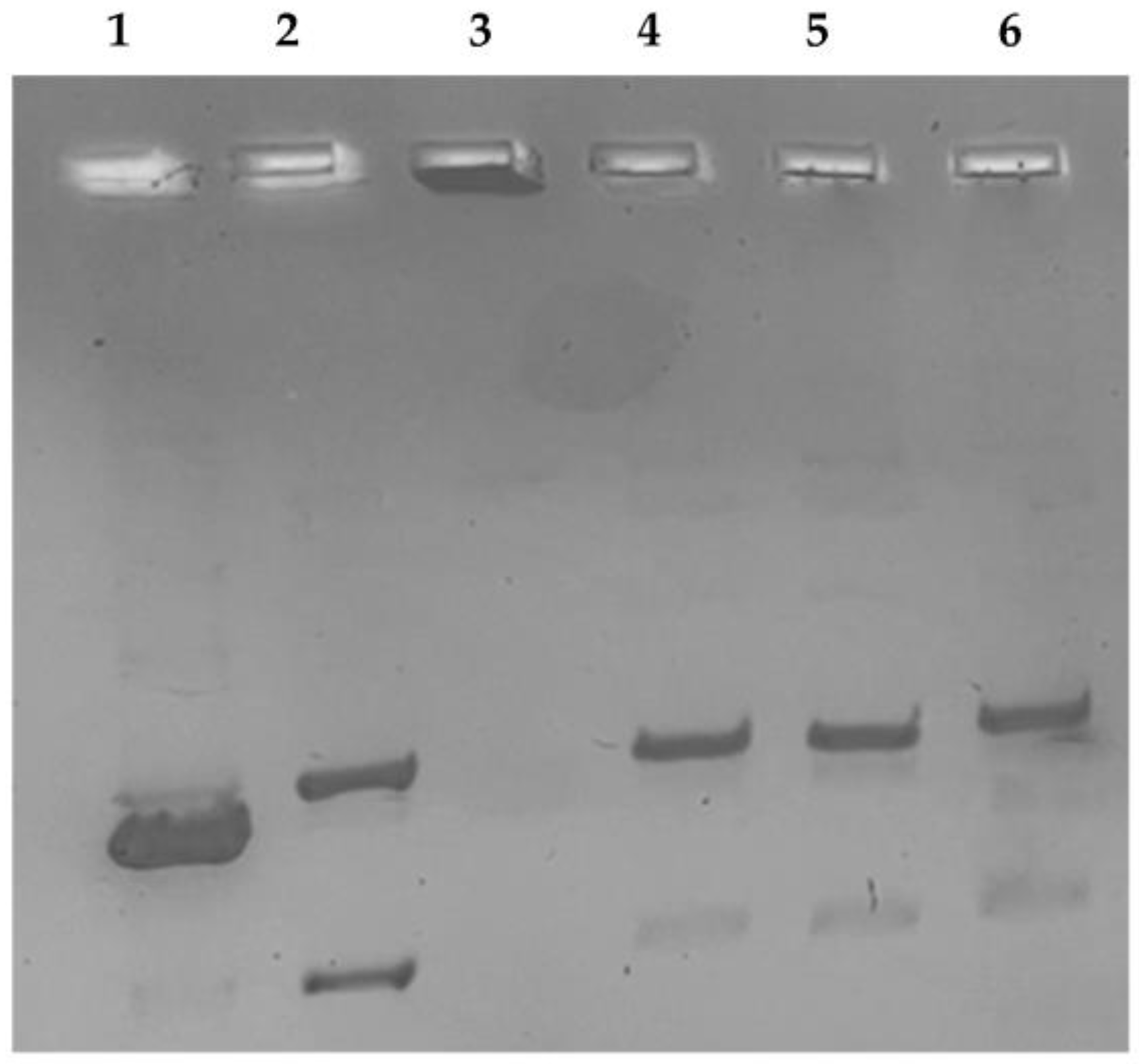 Antibiotics 12 00693 g004 Antibiotics 12 00693 g004