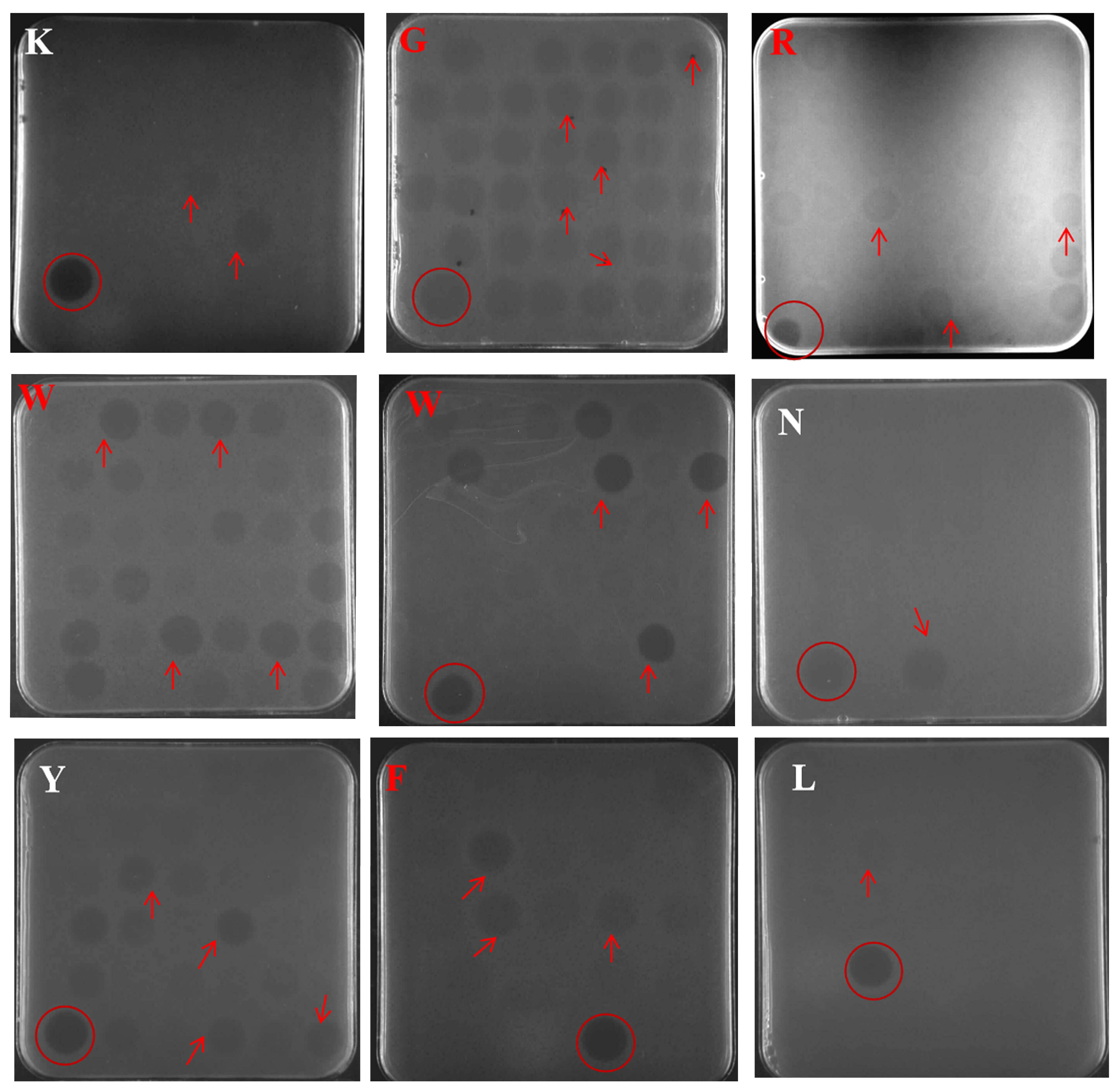 Antibiotics 12 00786 g002