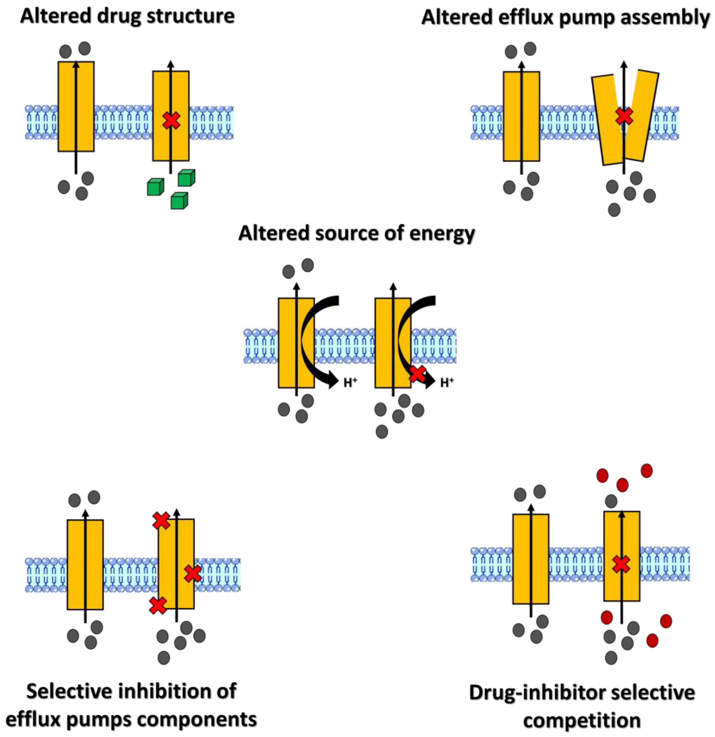 Deletion of S. Typhi tolc affects bacterial growth, efflux, adhesion