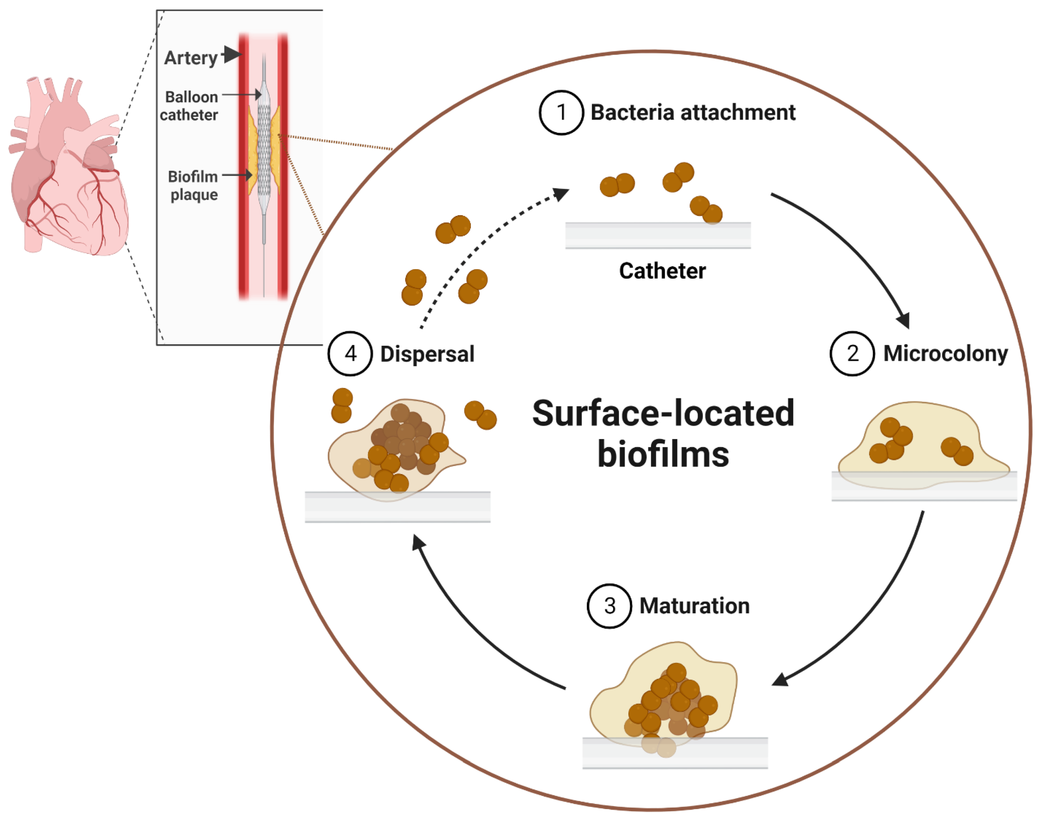 Antibiotics | Free Full-Text | Combating Bacterial Biofilms: Current ...