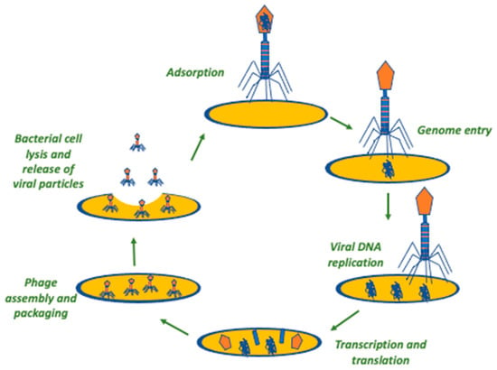 Phages Dont Need Bacteria to Enter the Body, News