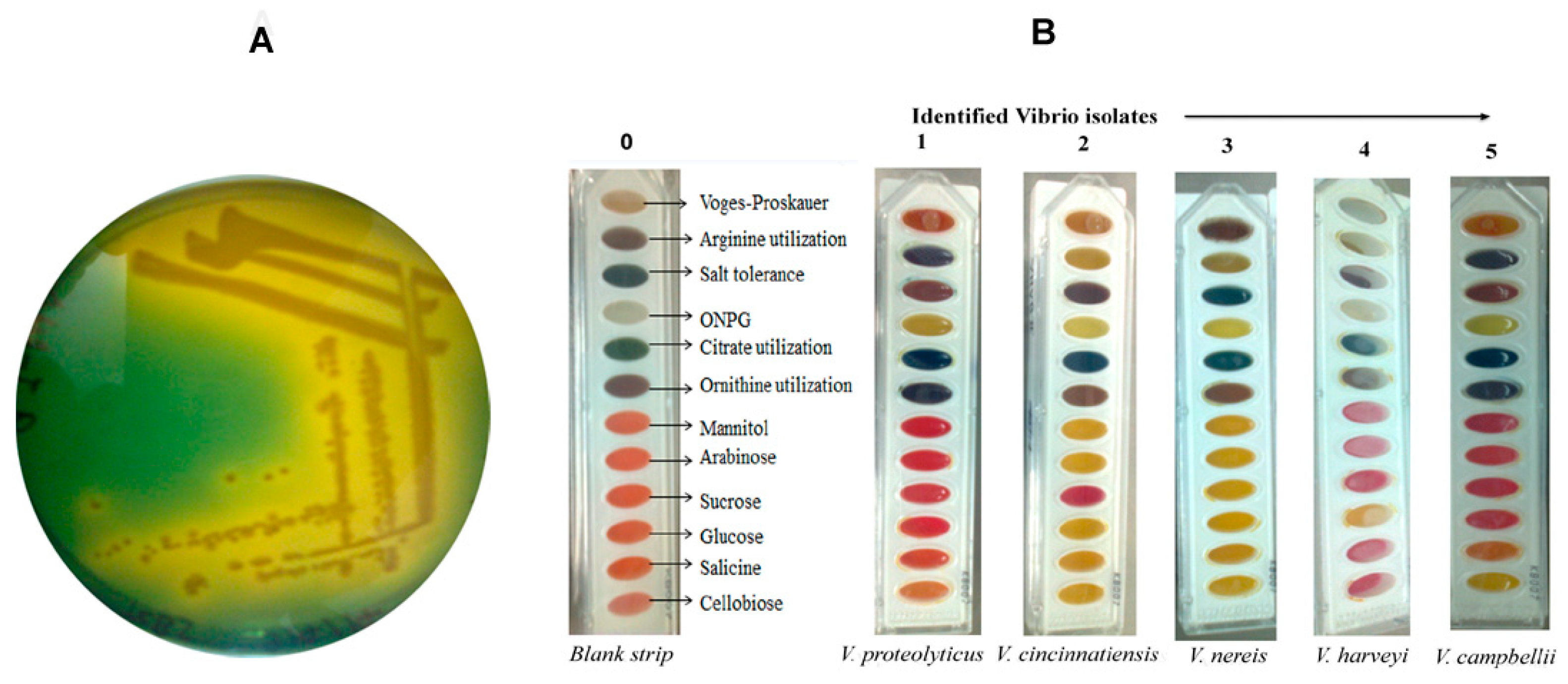 Antibiotics 12 01062 g001 Antibiotics 12 01062 g001