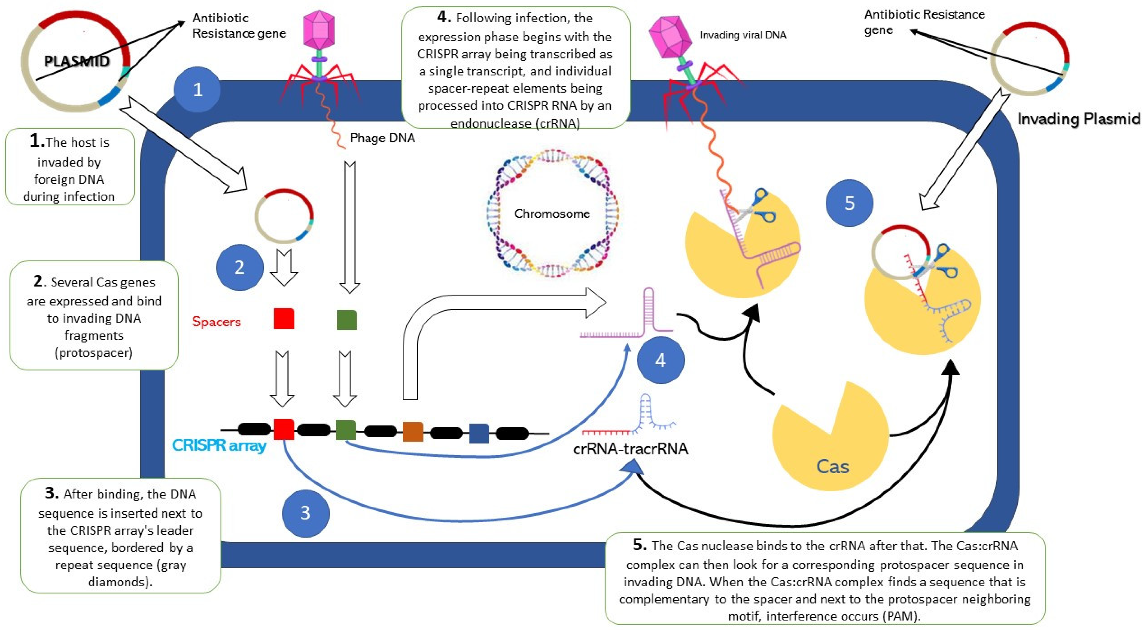 https://www.mdpi.com/antibiotics/antibiotics-12-01075/article_deploy/html/images/antibiotics-12-01075-g001.png