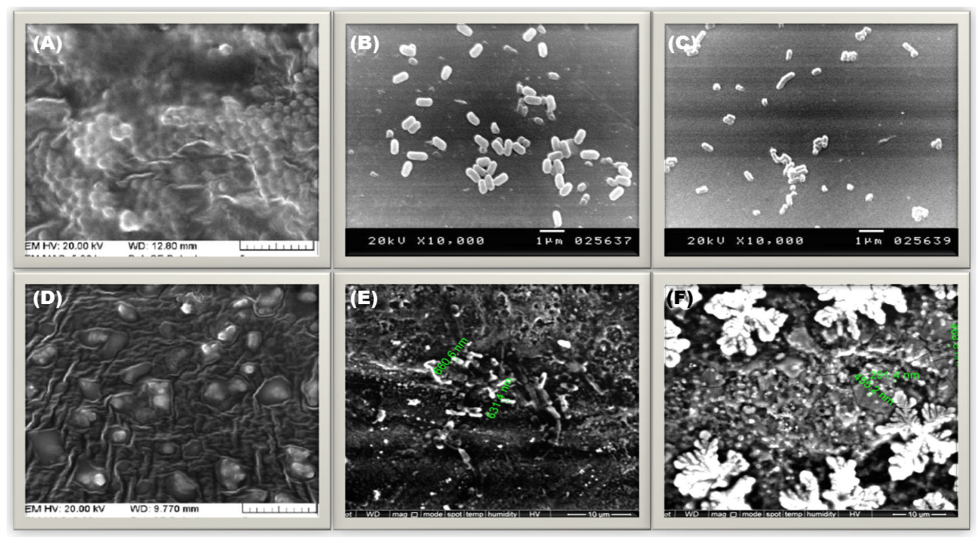 Antibiotics 12 01110 g006 Antibiotics 12 01110 g006