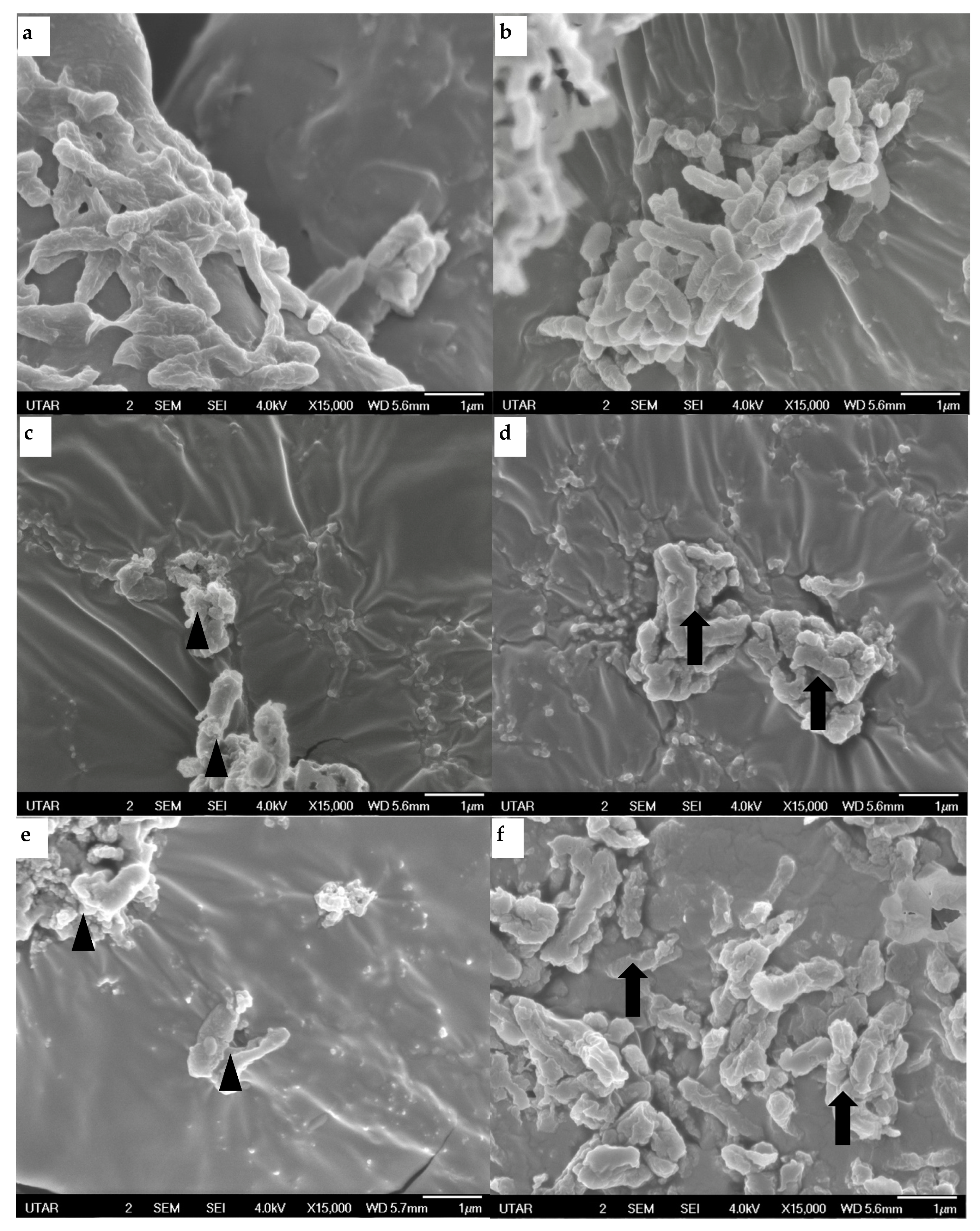 Antibiotics 12 01123 g004