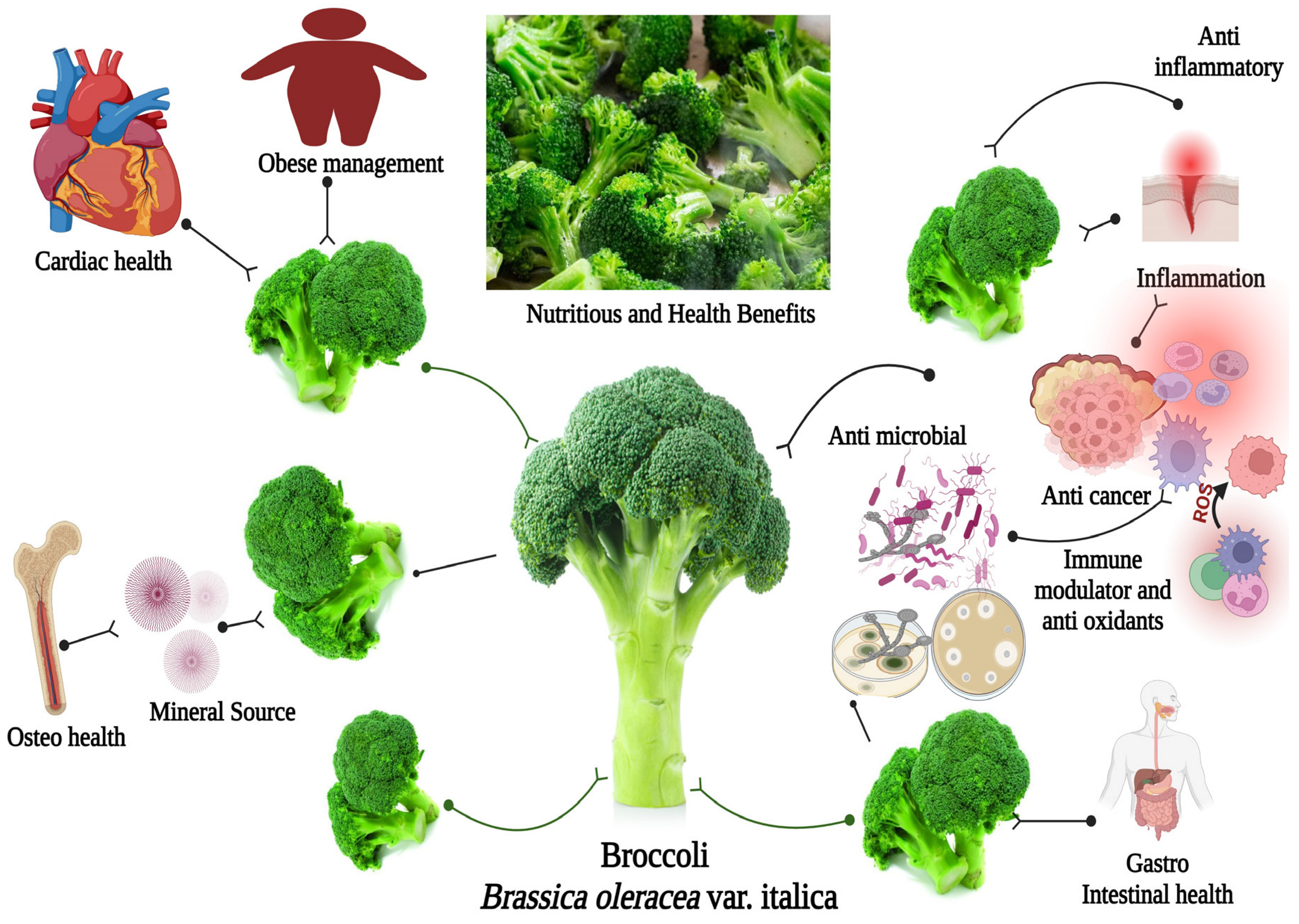 Antibiotics | Free A Broccoli: and Vegetable | Nutritional Properties In-Depth Antimicrobial An Multi-Faceted Abilities, Review of for Full-Text Anti-inflammatory Health: Its Attributes