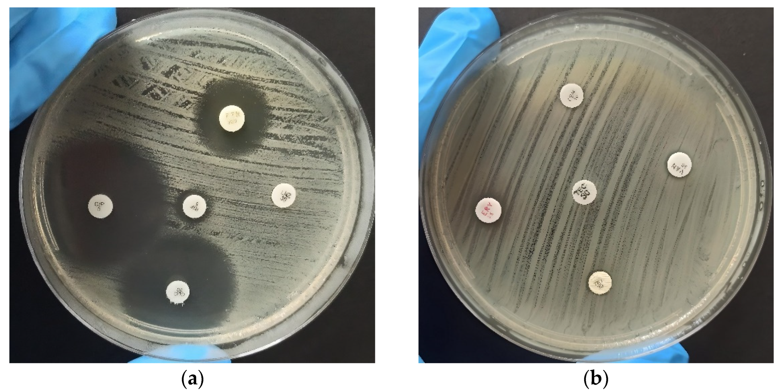 Antibiotics 12 01243 g001 Antibiotics 12 01243 g001