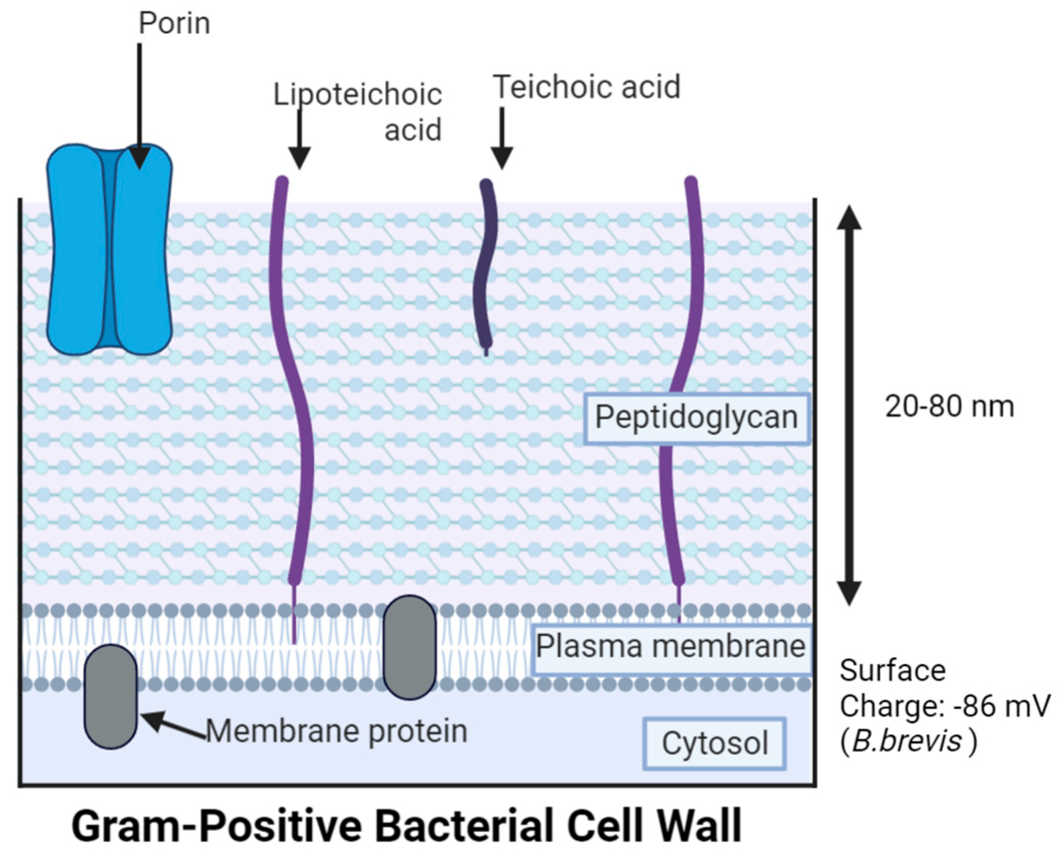 Antibiotics | Free Full-Text | Nanosilver: An Old Antibacterial Agent ...