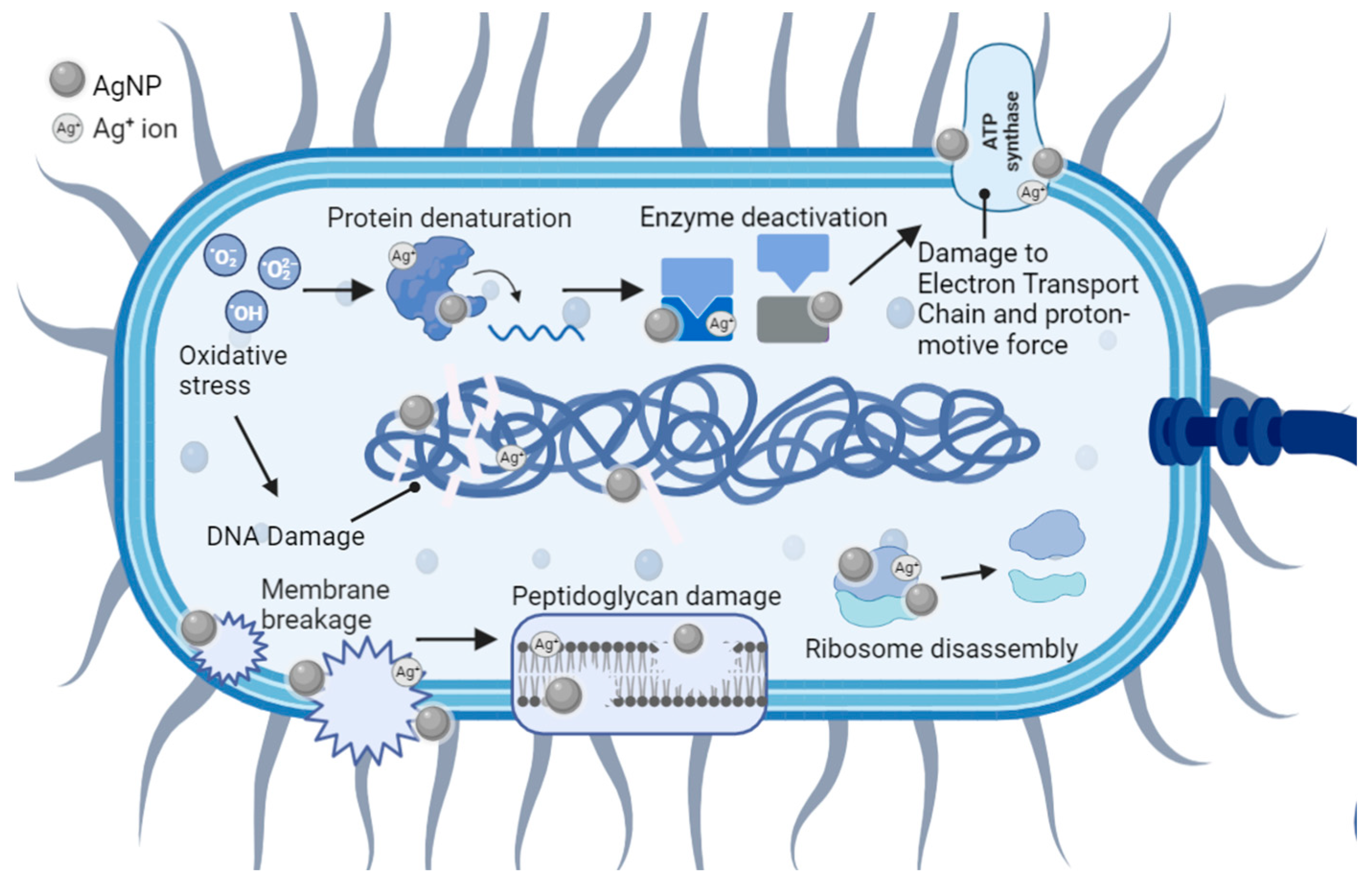 Antibiotics 12 01264 g009