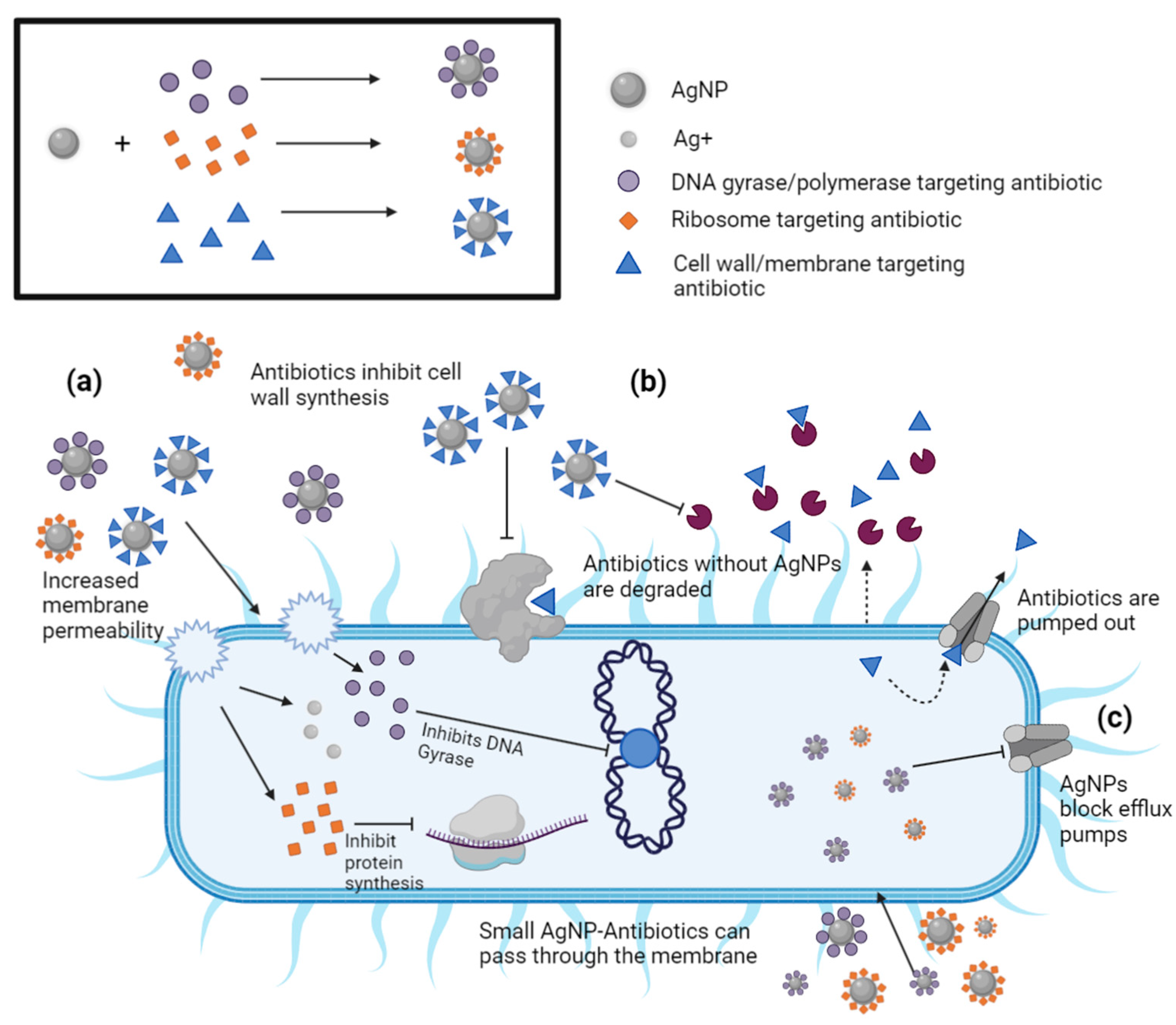 Antibiotics 12 01264 g013
