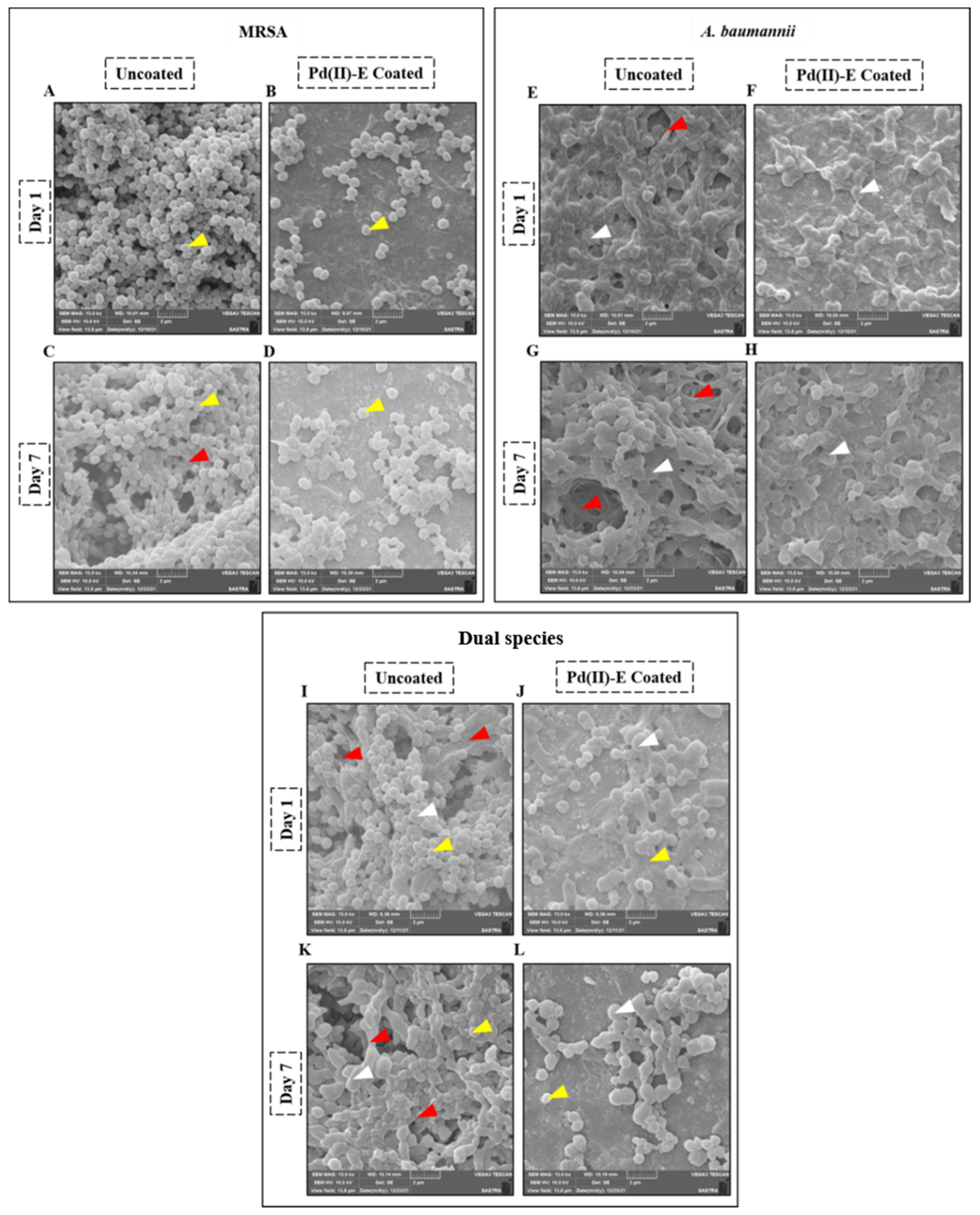 Antibiotics 12 01296 g004