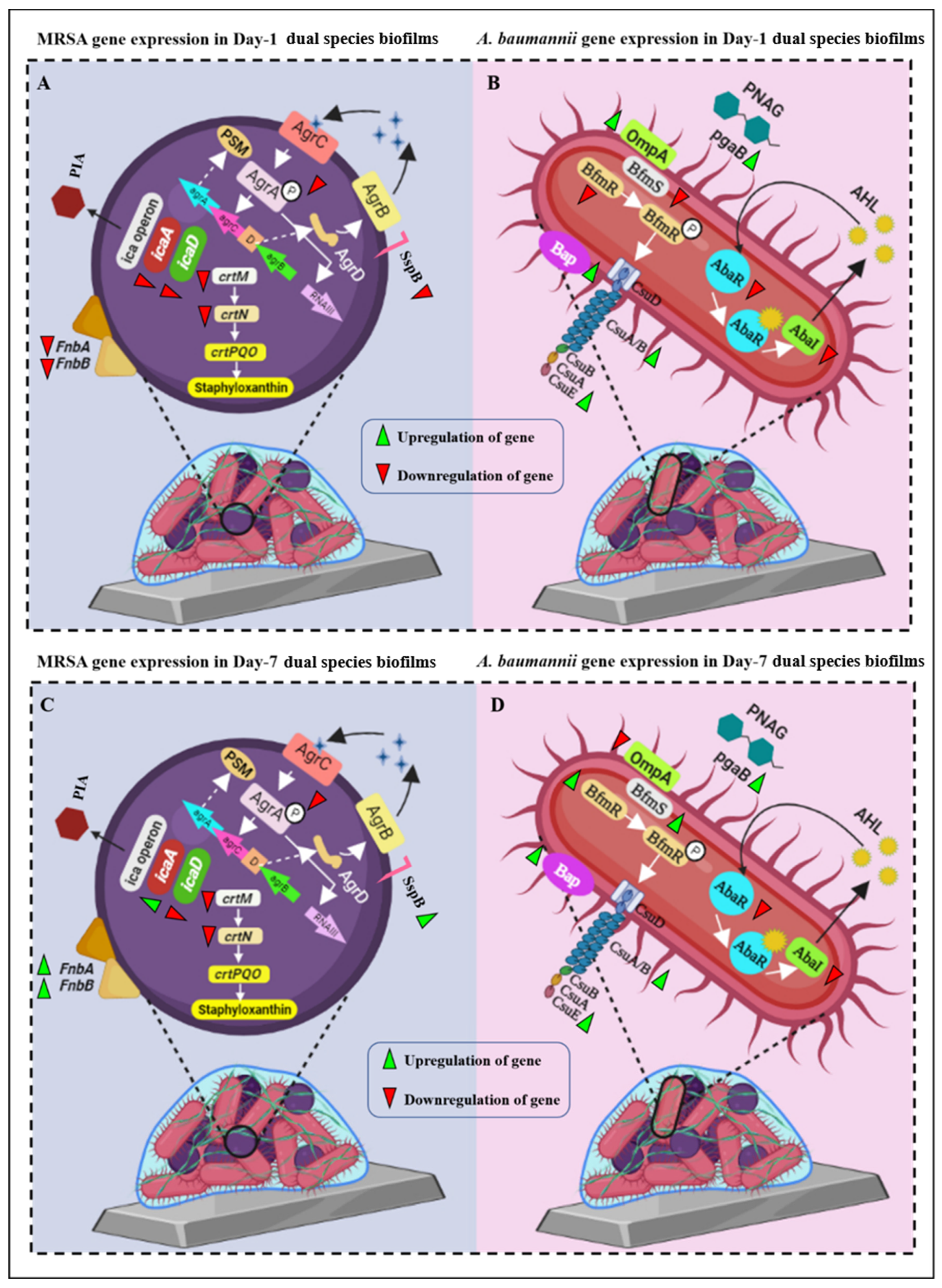 Antibiotics 12 01296 g010