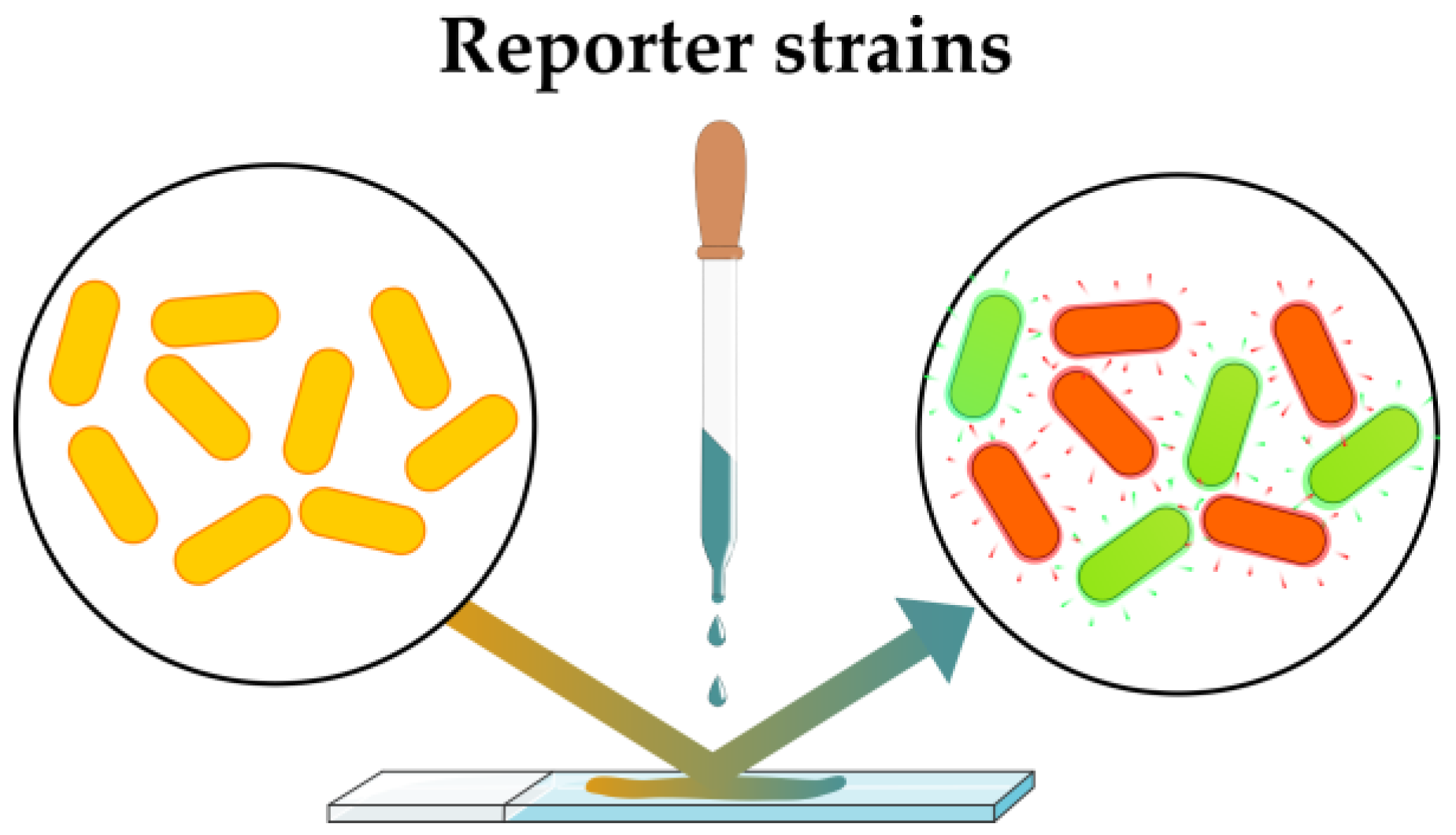 Antibiotics 12 01340 g012