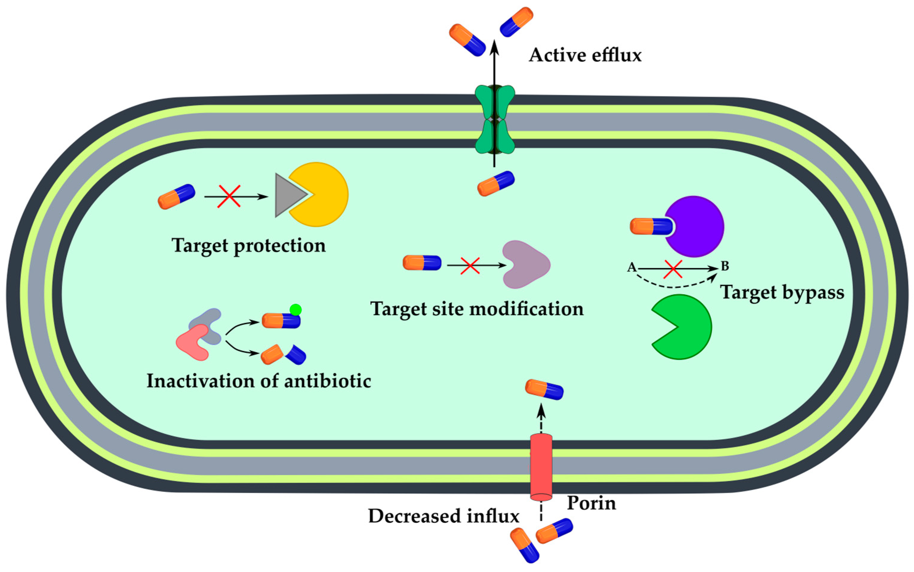 Antibiotics 12 01340 g016