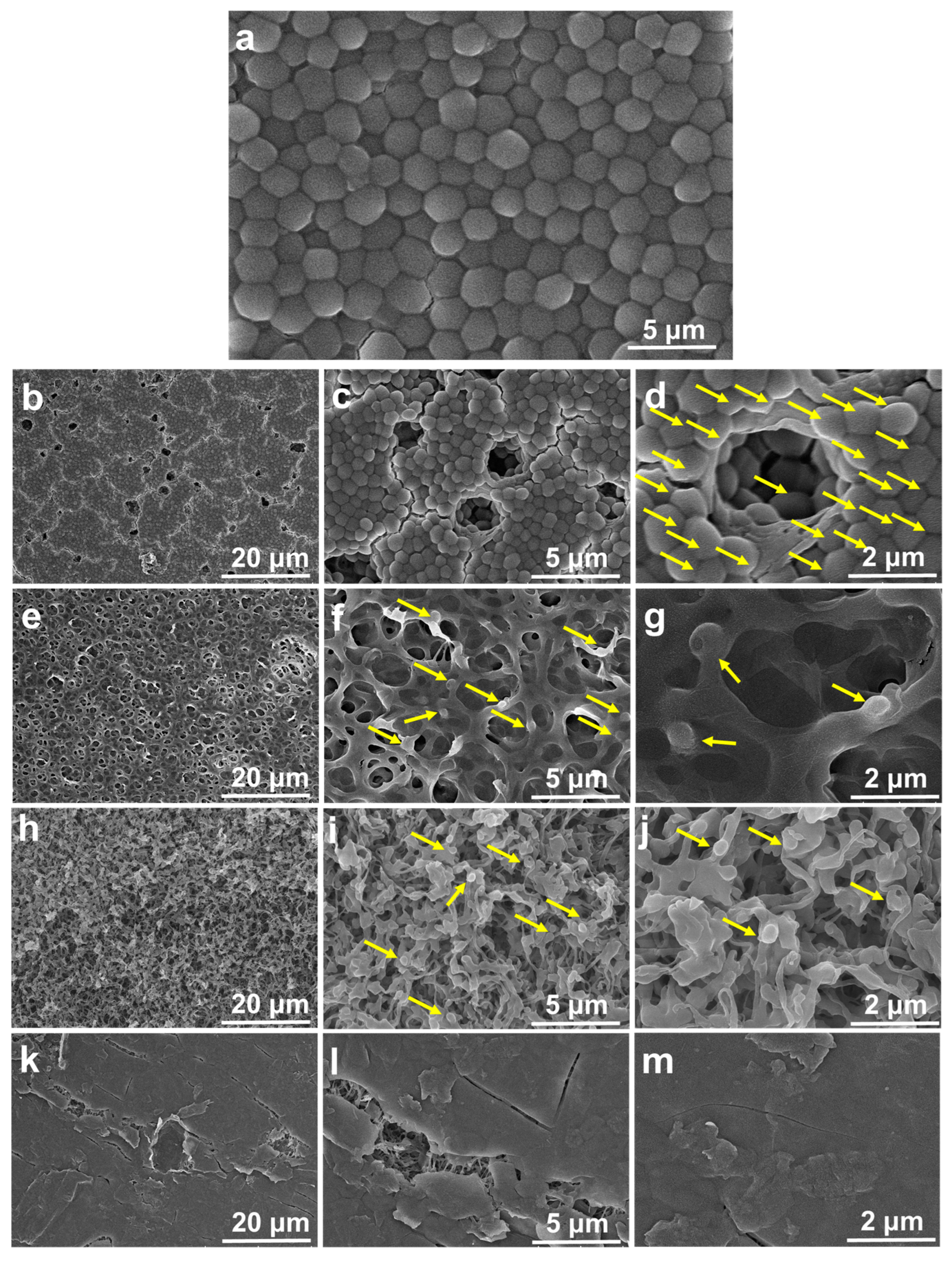 Antibiotics 12 01407 g007