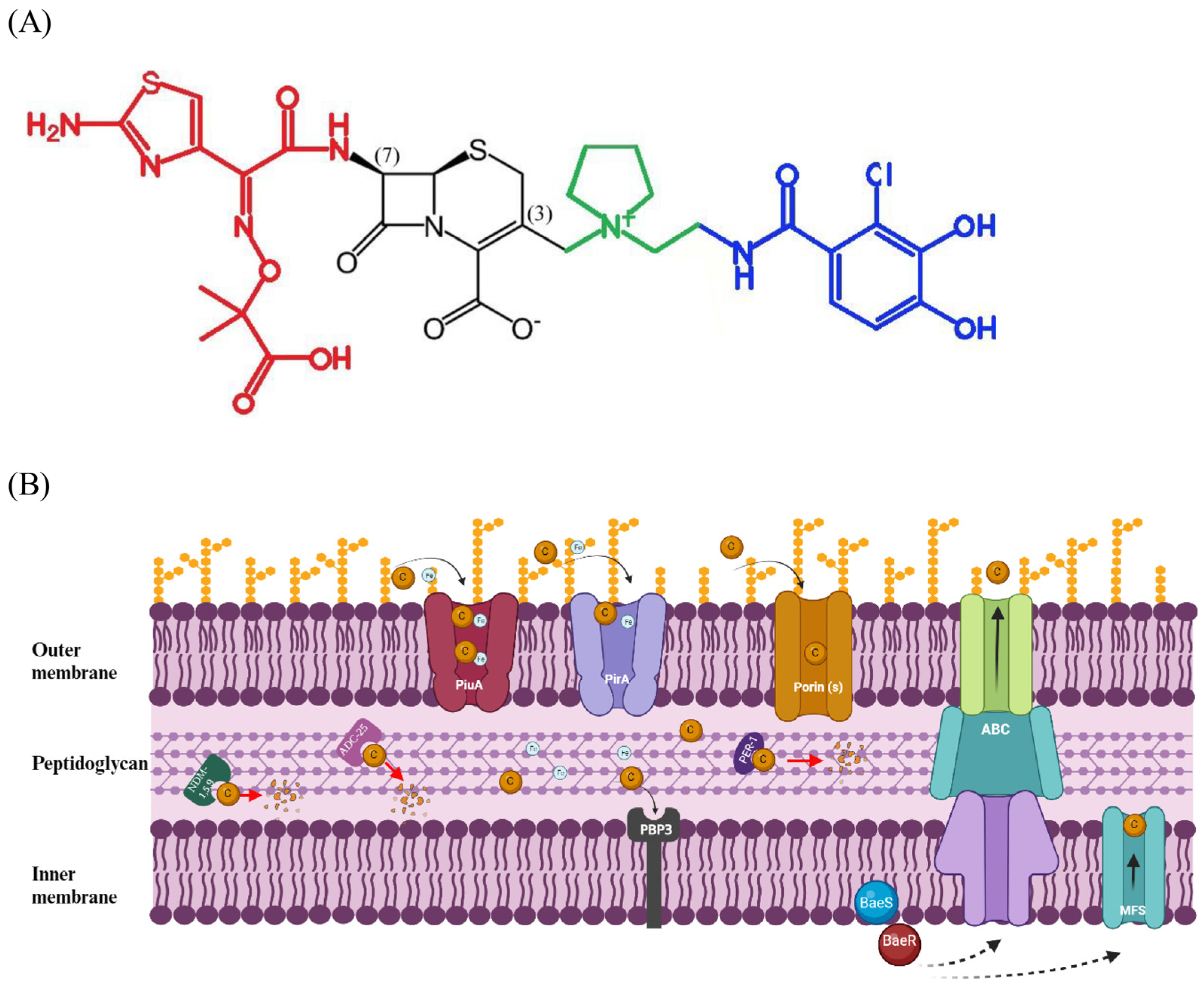 Antibiotics 12 01729 g001