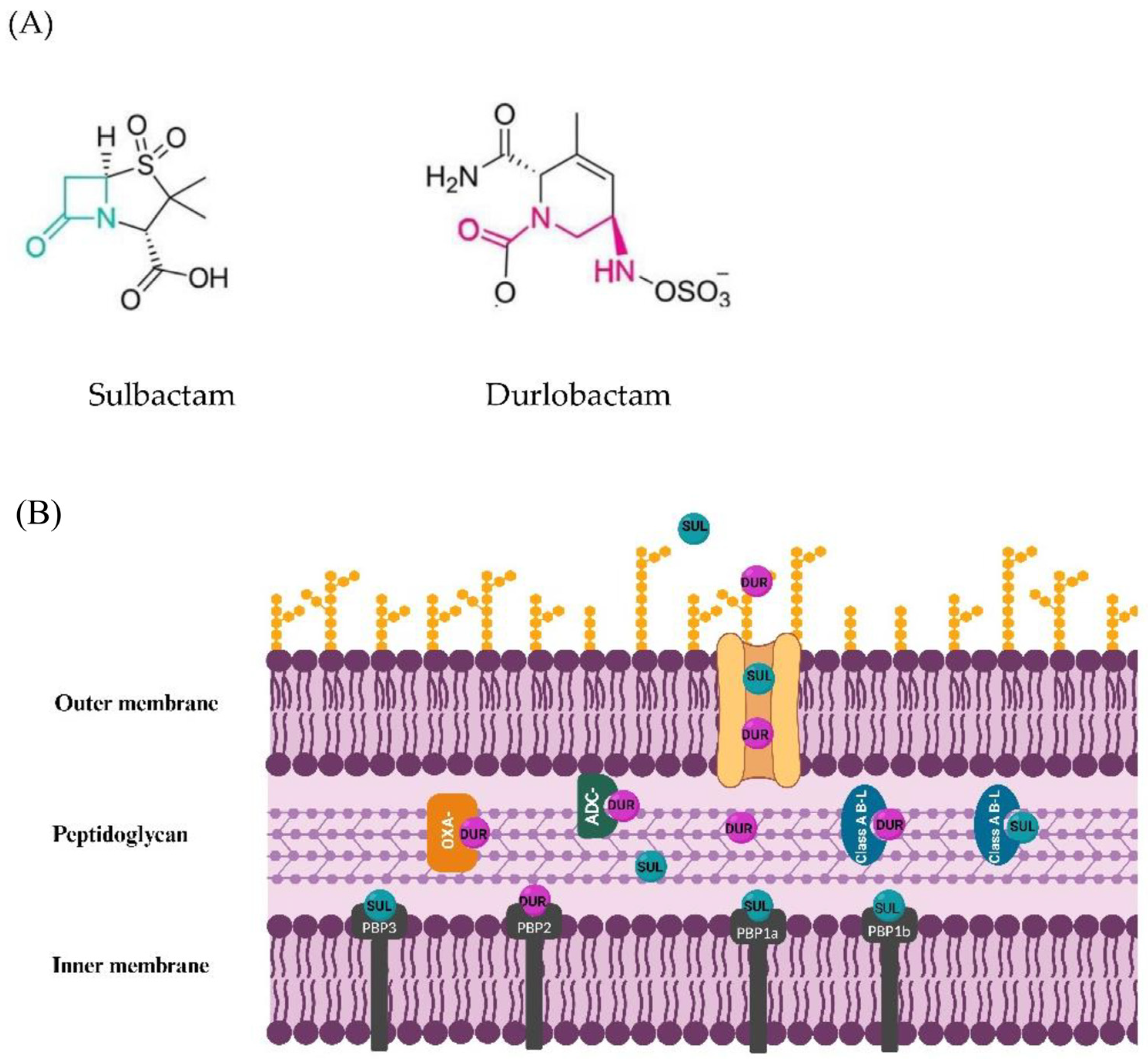 Antibiotics 12 01729 g002