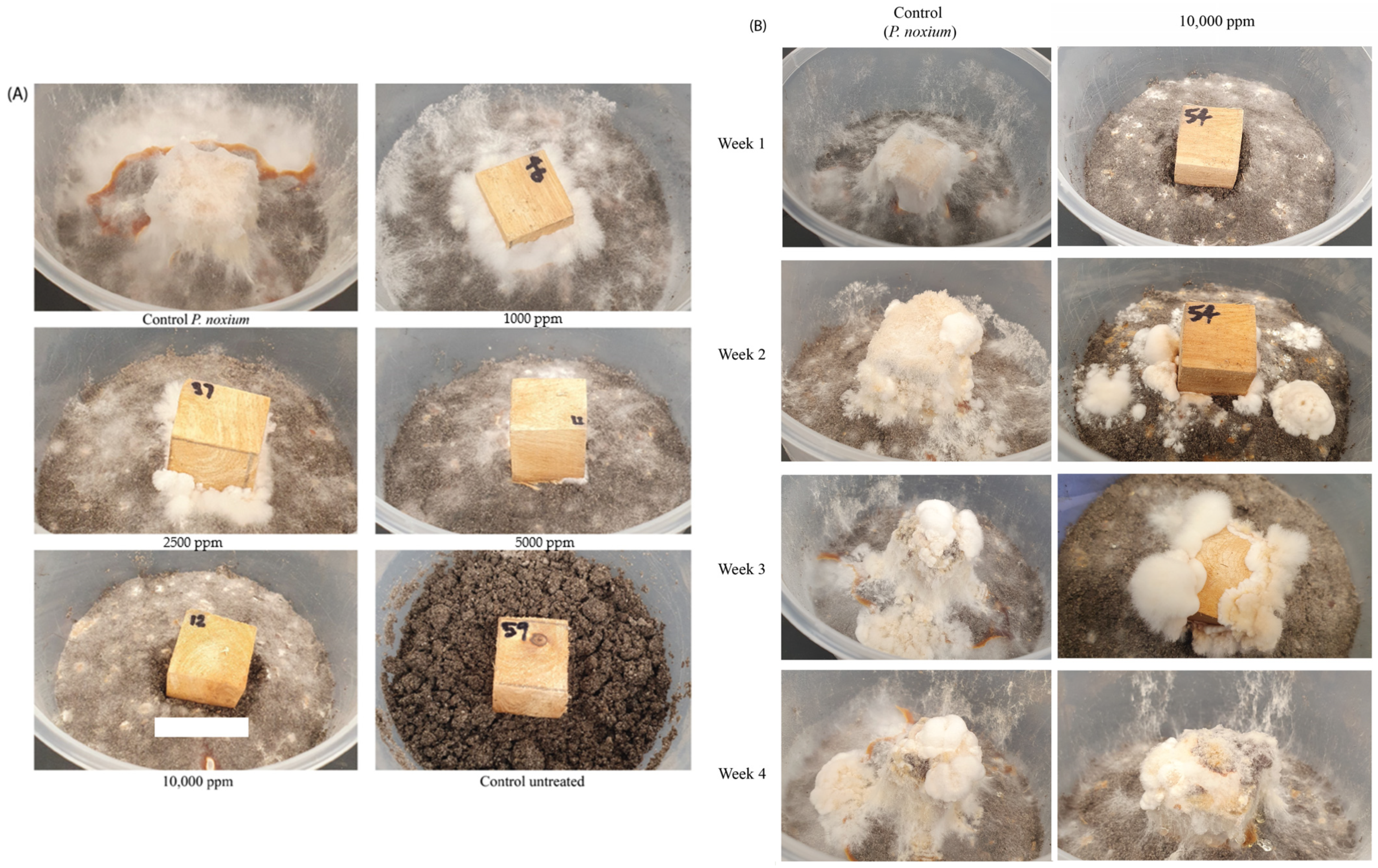 Antibiotics 13 00045 g006
