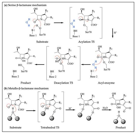 Lactamhydrolyse