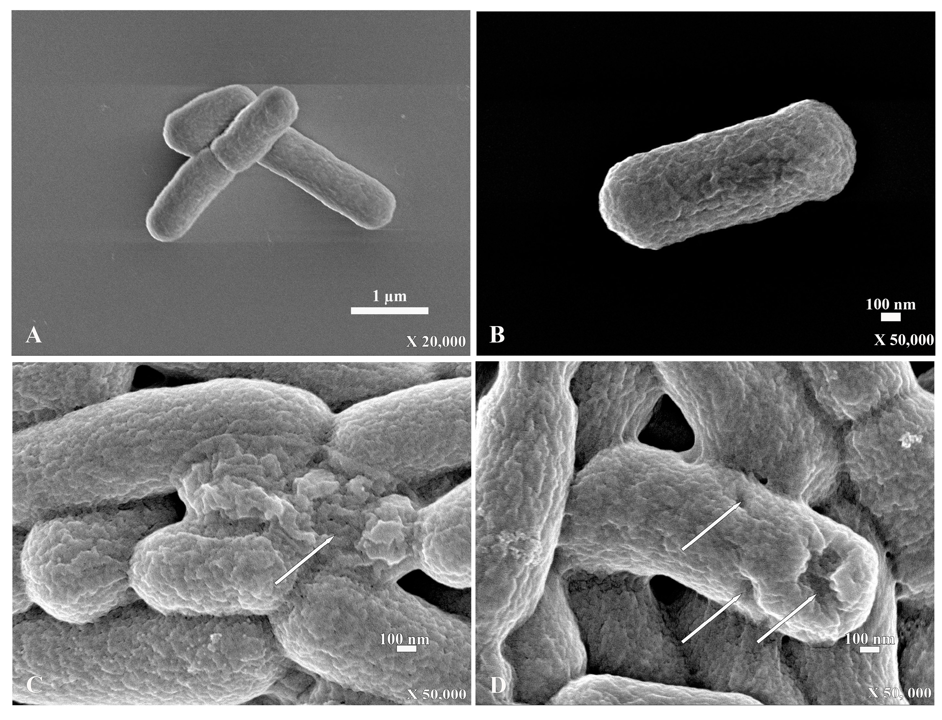 Antibiotics 13 00138 g003