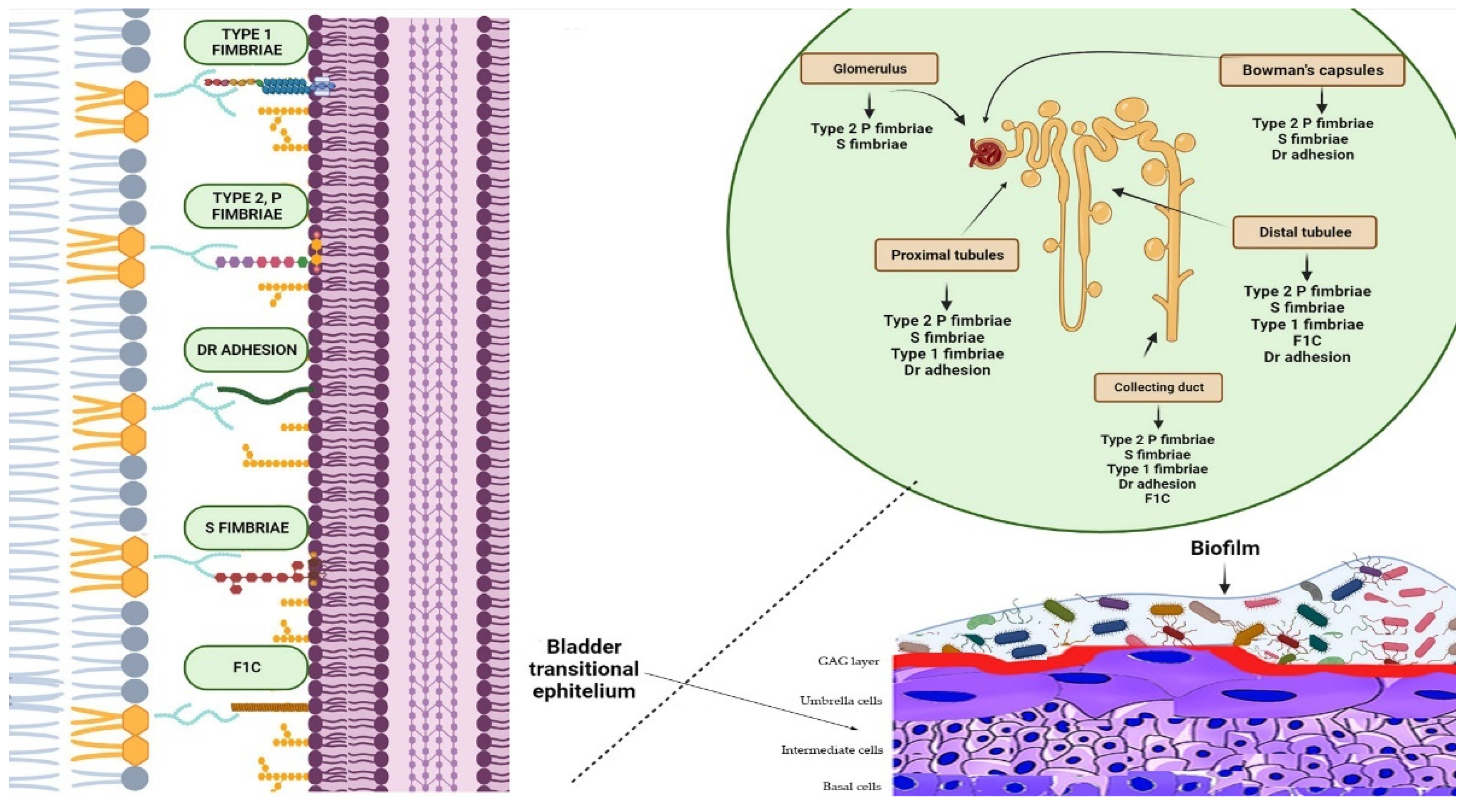 Antibiotics Free Full Text Novel Antimicrobial Approaches to